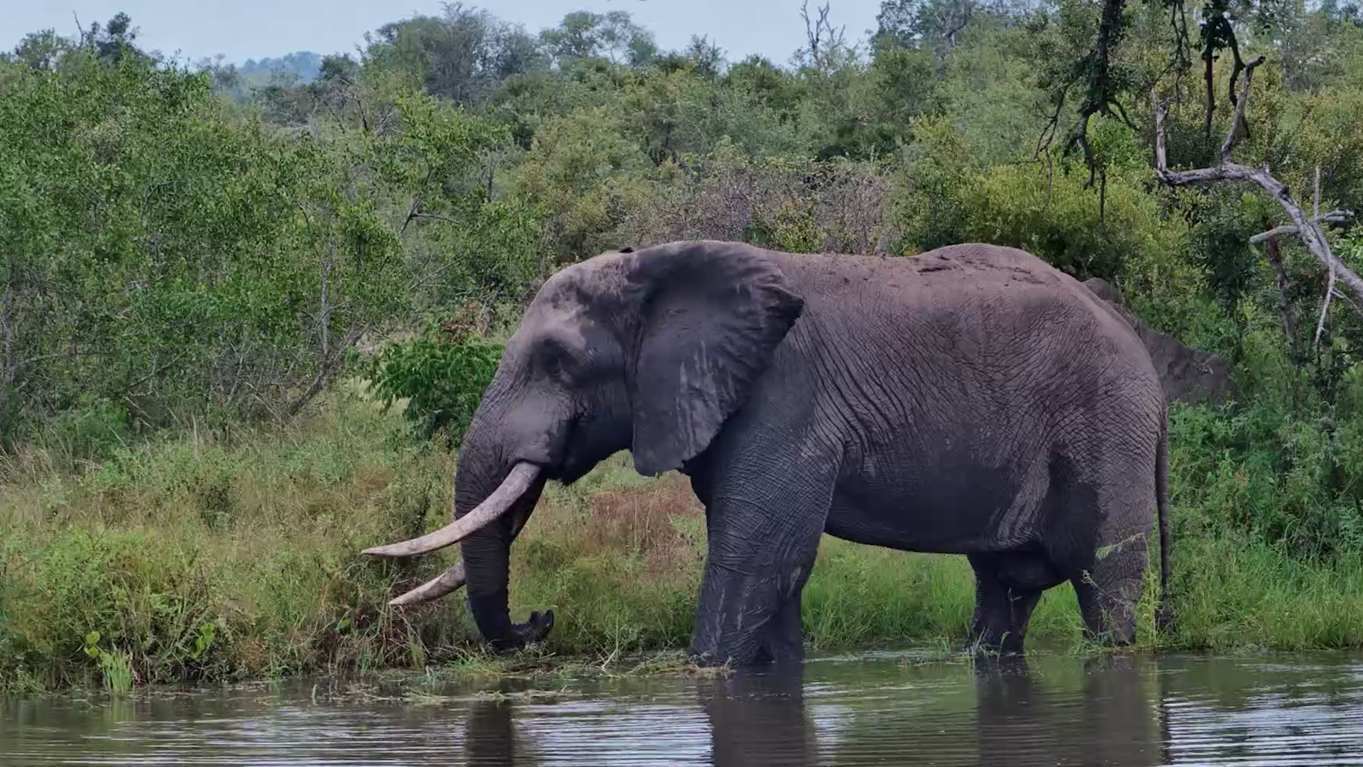 Bull Enjoys Fresh Waterhole Vegetation