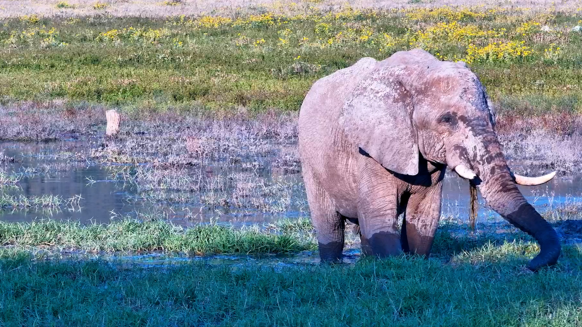 Bull Finds the Perfect Waterhole Buffet
