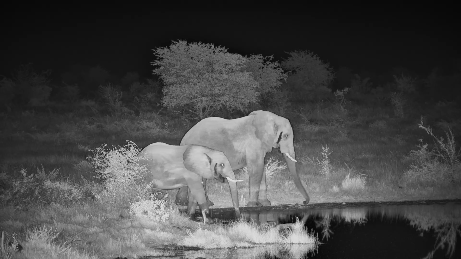 Elephants Arrive at the Waterhole and One Stops for a Scratch