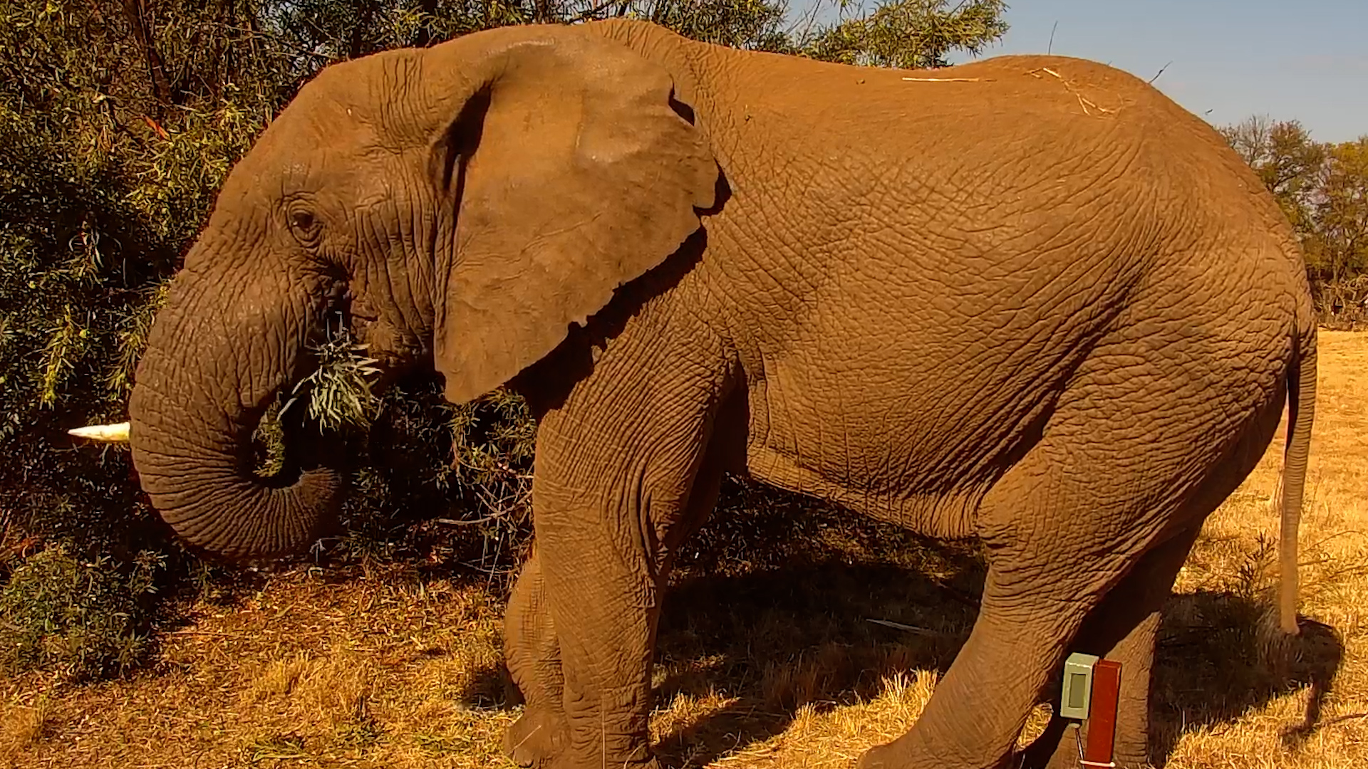 An Elephant Feeds So Close It Fills the Frame