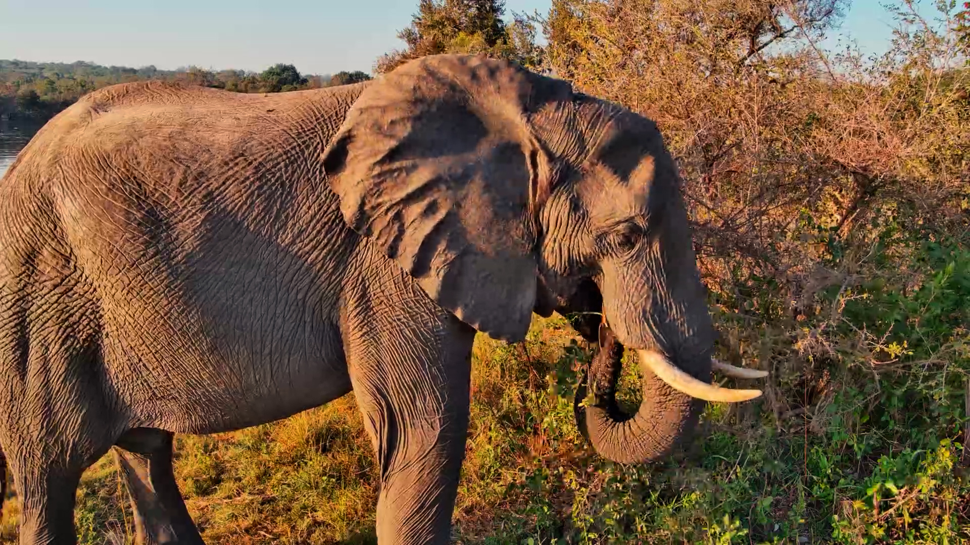 Front-Row Seats to an Elephant Feast