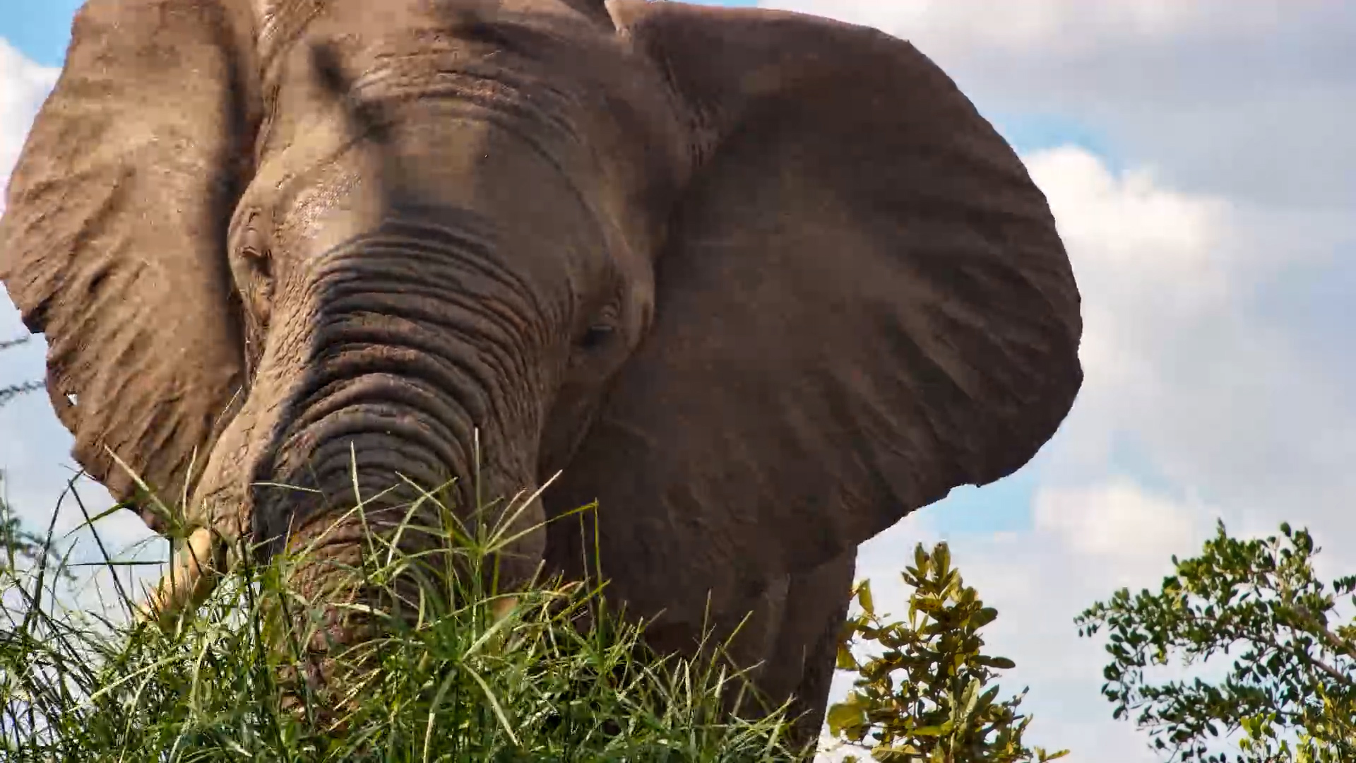Elephant Found the Ultimate Buffet
