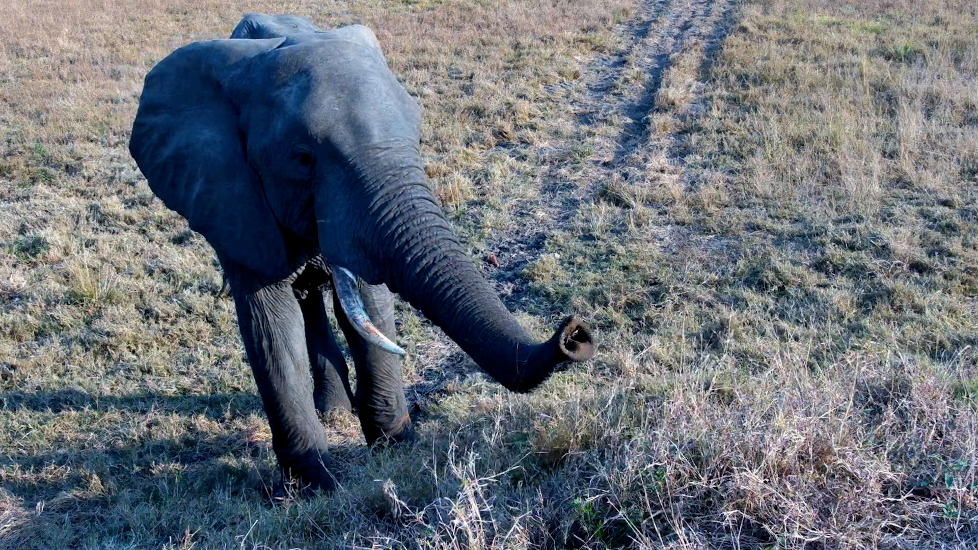 Elephant Came Right Up to the Camera