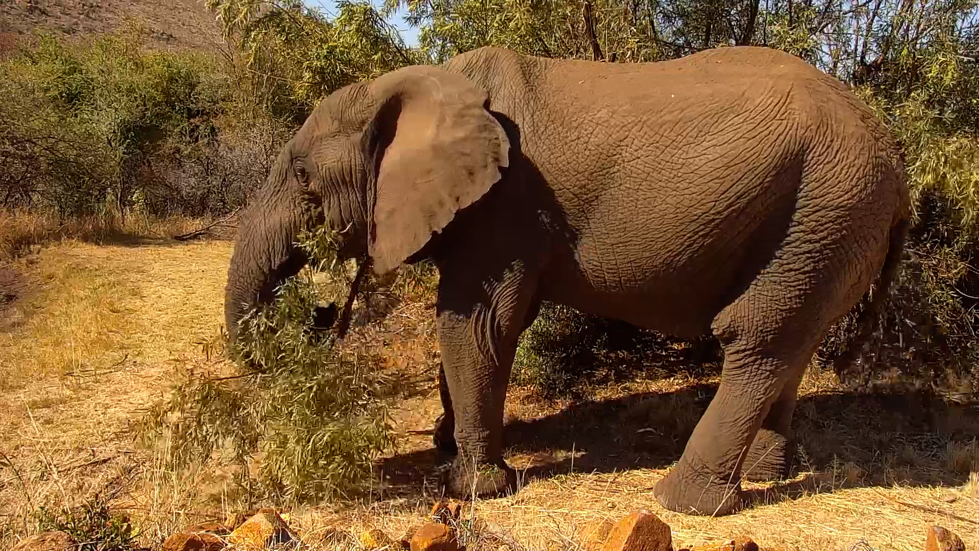 Elephant Breaks Off a Whole Branch for Lunch
