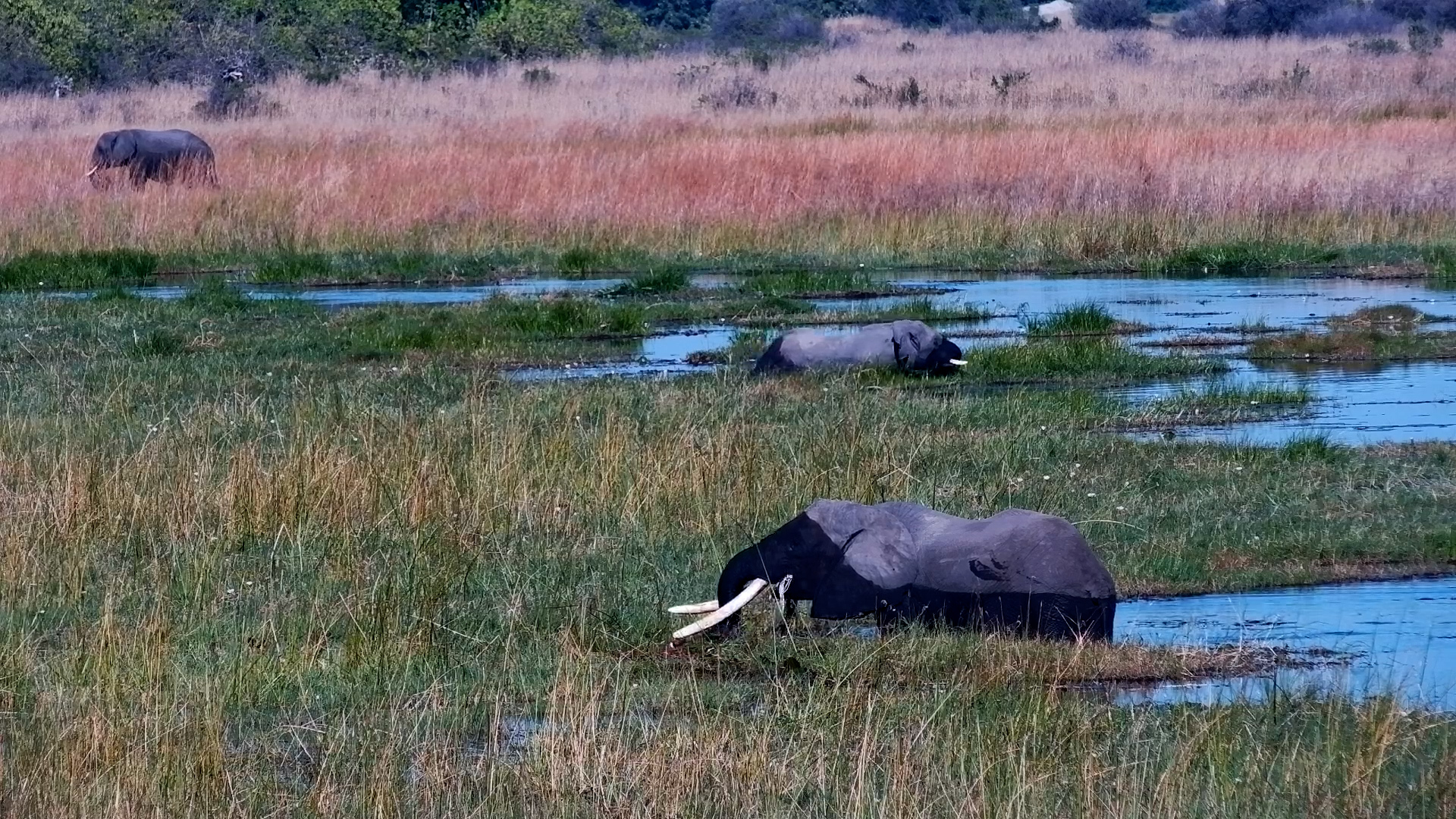 Elephants Feed Peacefully in the Selinda Marsh