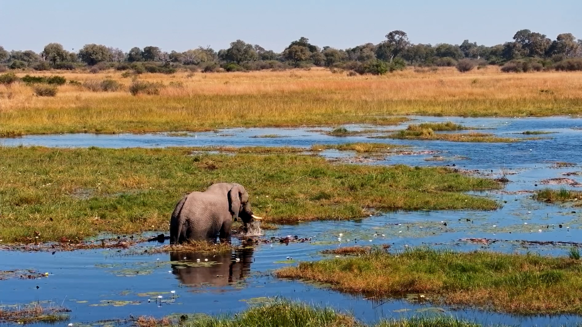 Elephant Found the Perfect Water Buffet