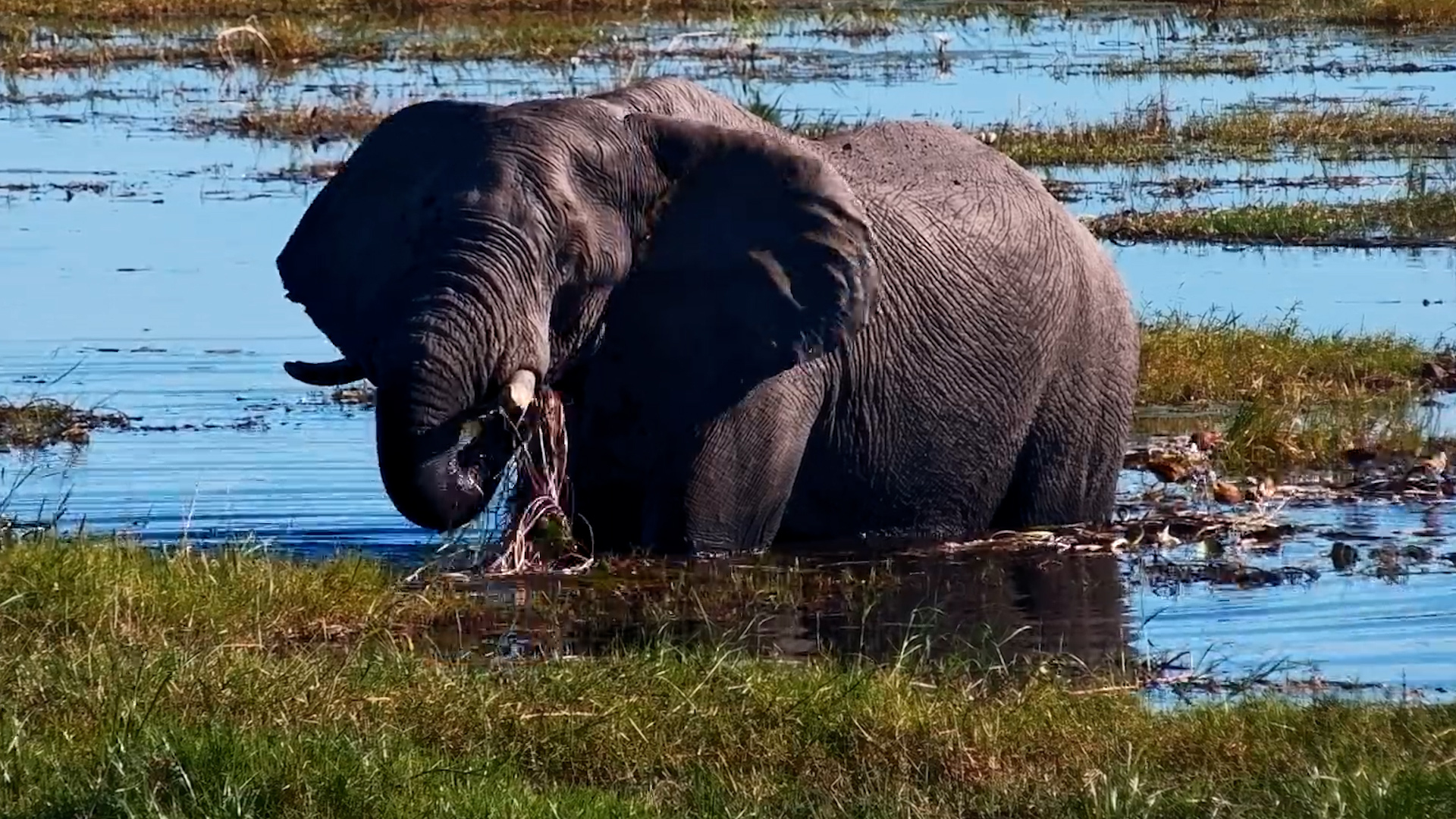 The Waterhole's Biggest Grazer