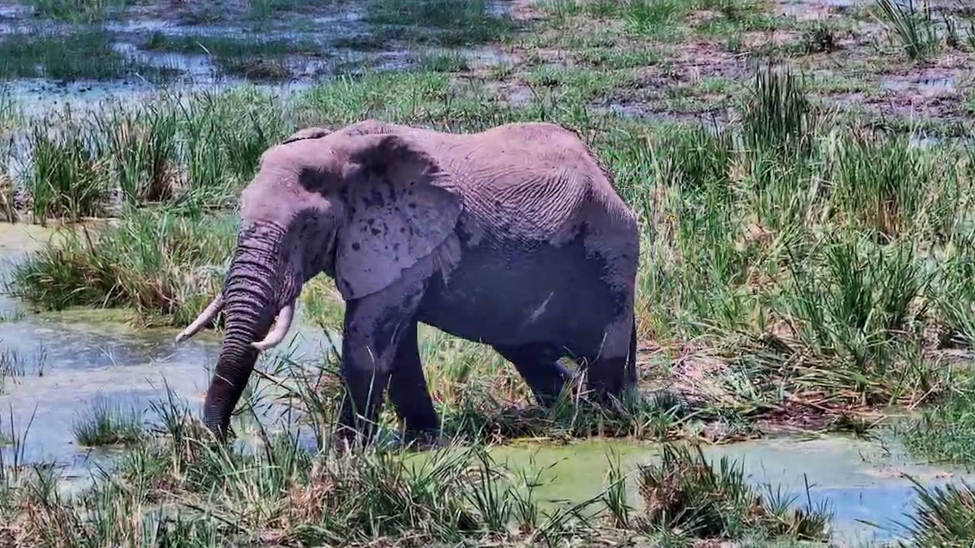 Lunch Is Everywhere for This Hungry Elephant!