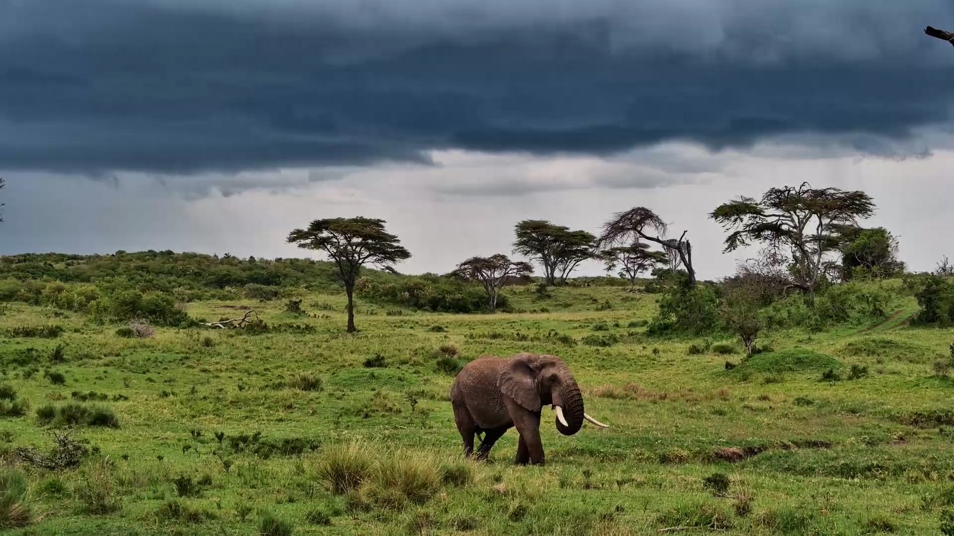 Kenya’s Quiet Giant