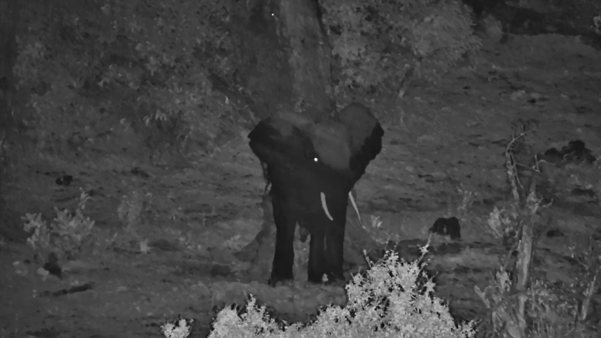 Elephant Finds the Perfect Tree to Scratch His Bum