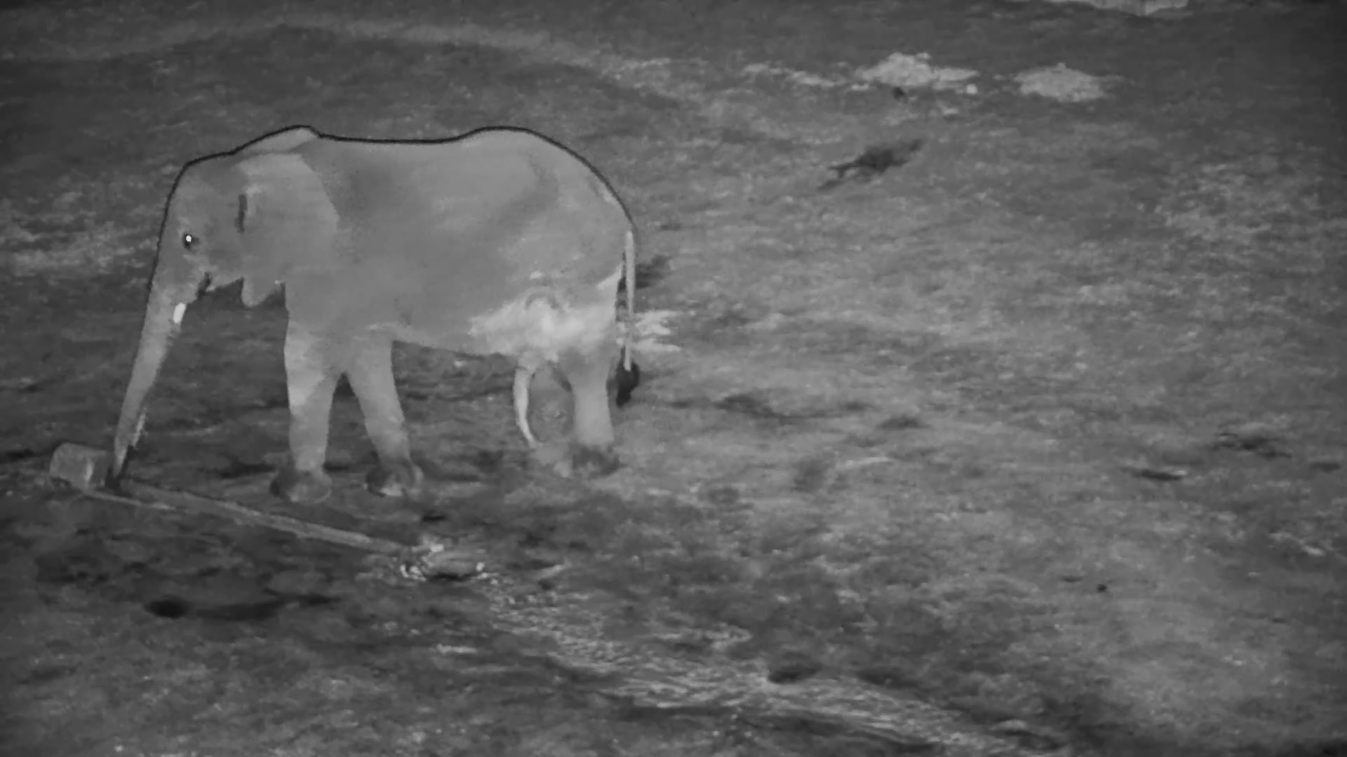 Elephant Bull Moves Under Moonlight
