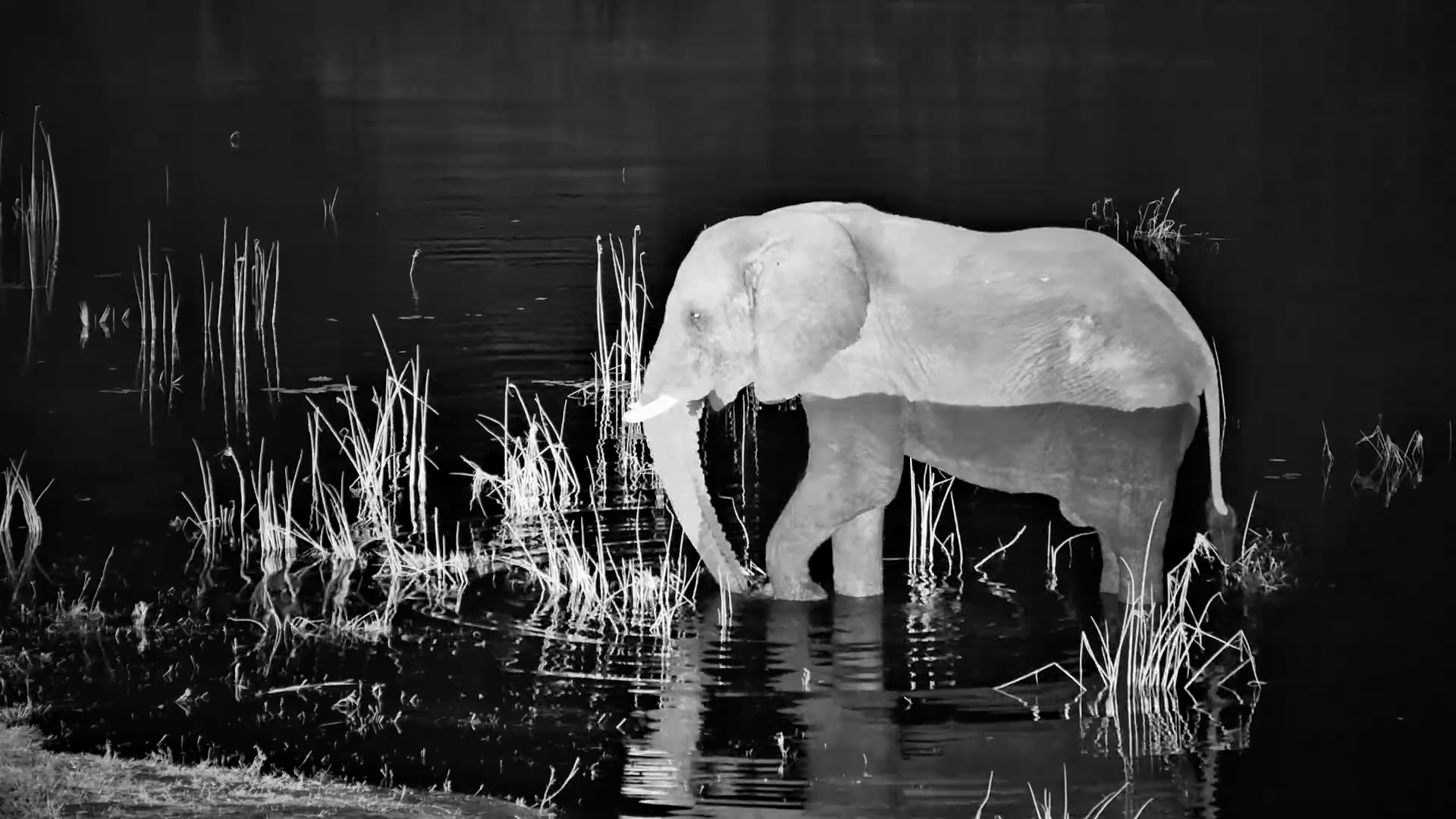 This Elephant Stood Silently in the Water