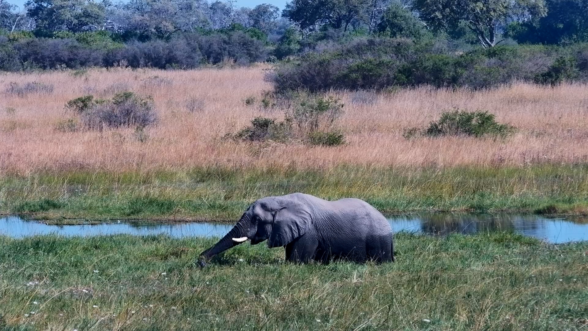 Lunch Is Served for This Hungry Elephant