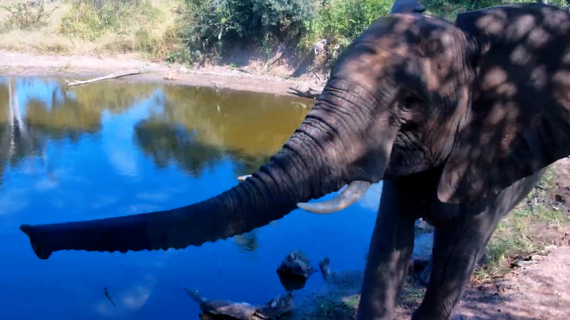 The Elephant Wanted One Last Look at the Camera