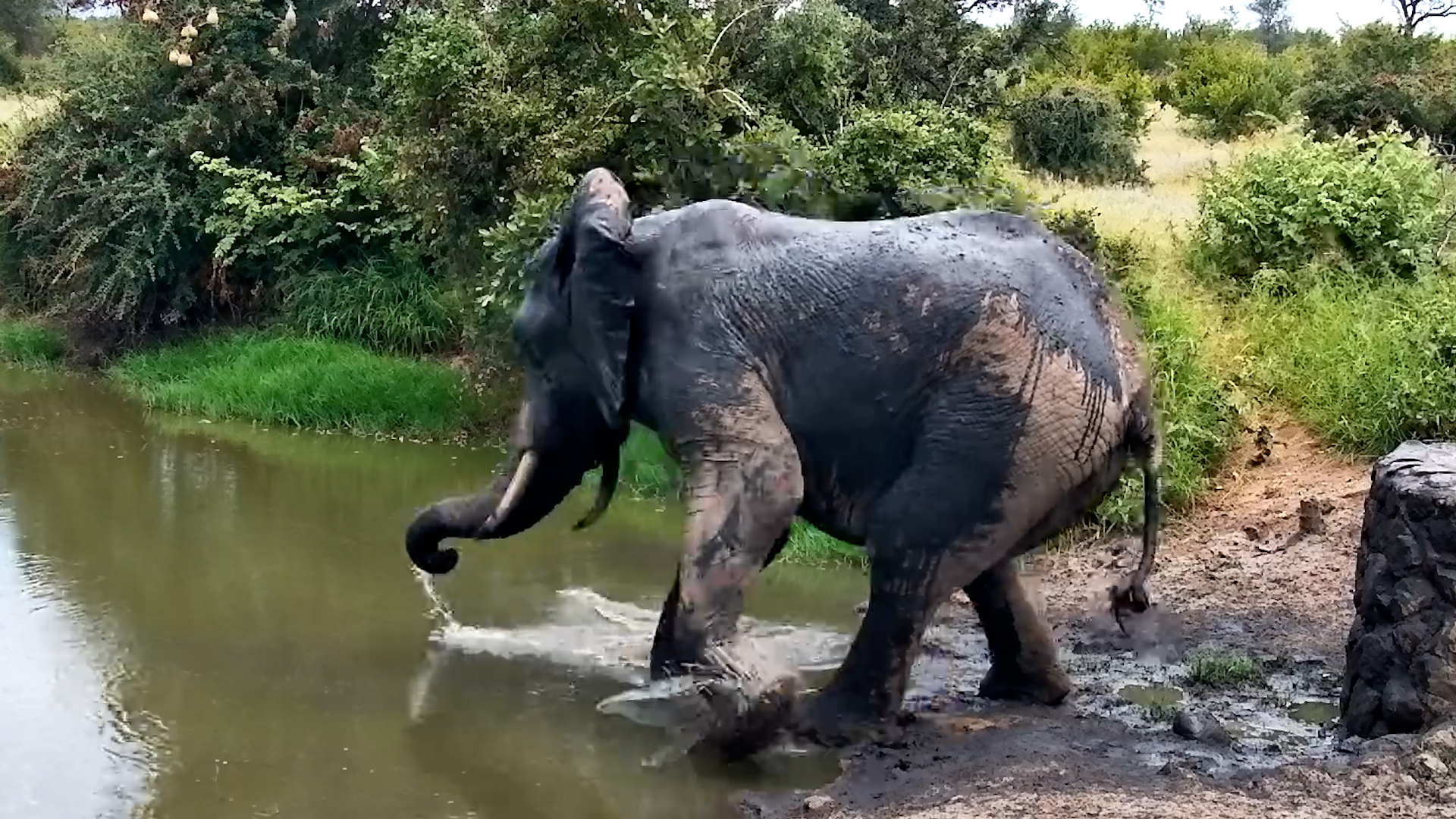 Elephant vs Mini Crocodile - Who’s Scared?