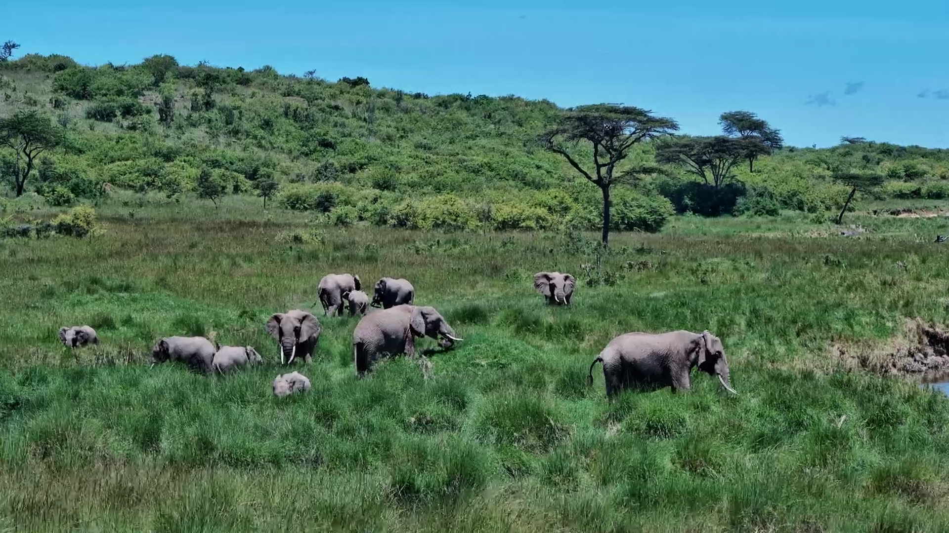 Elephants Grazing the Green Plains