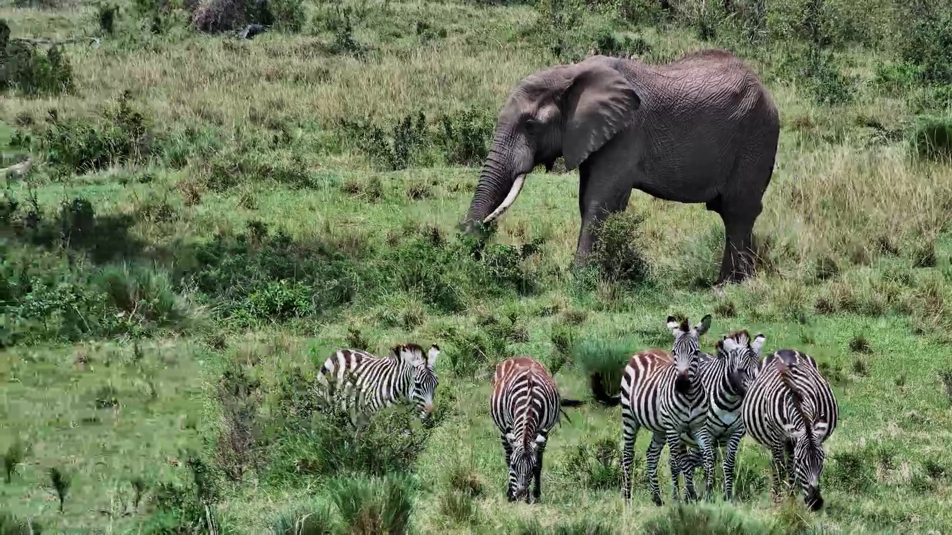 Baby Elephant Plays at Mahali Mzuri