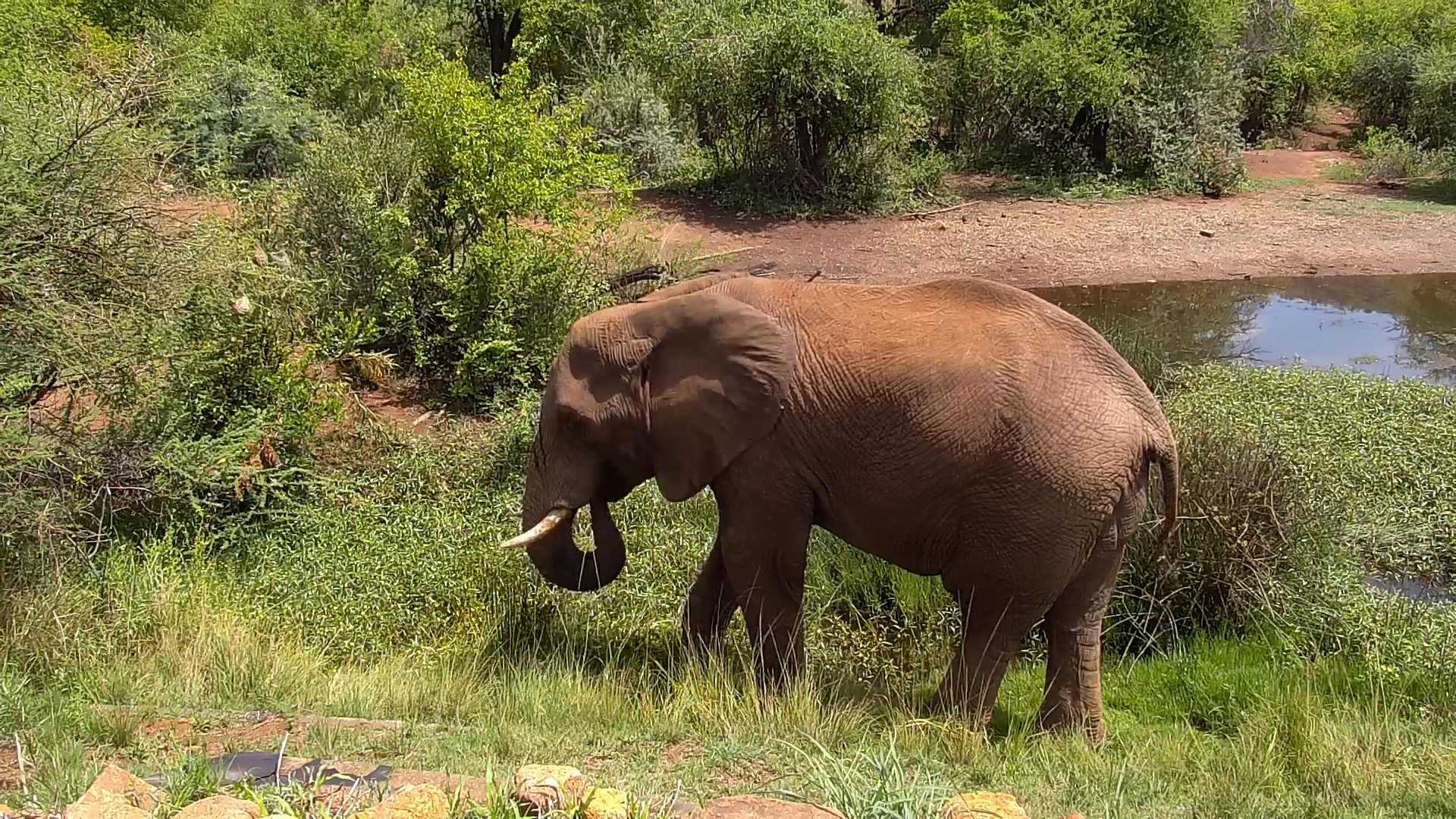 Elephant Feeding on Greenery