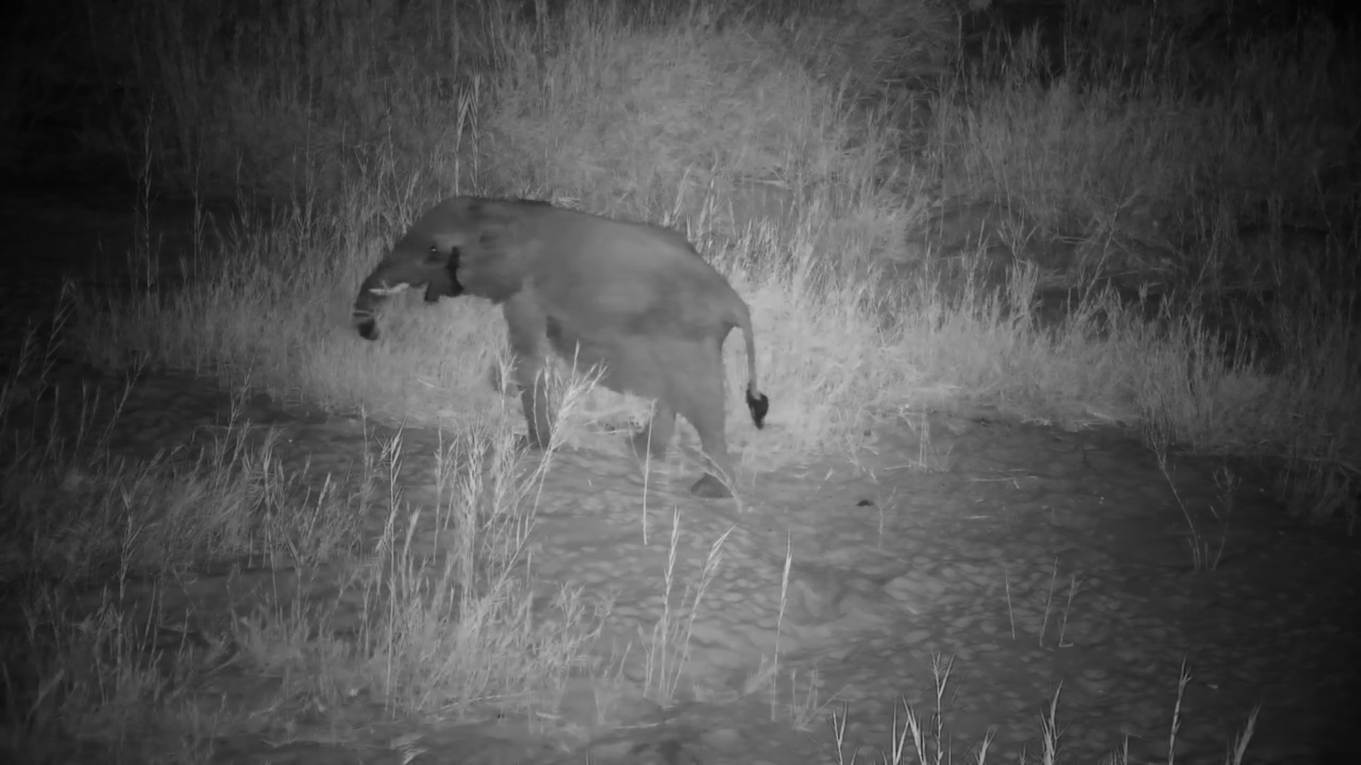 Riverside Feast: Gentle Giant Grazing