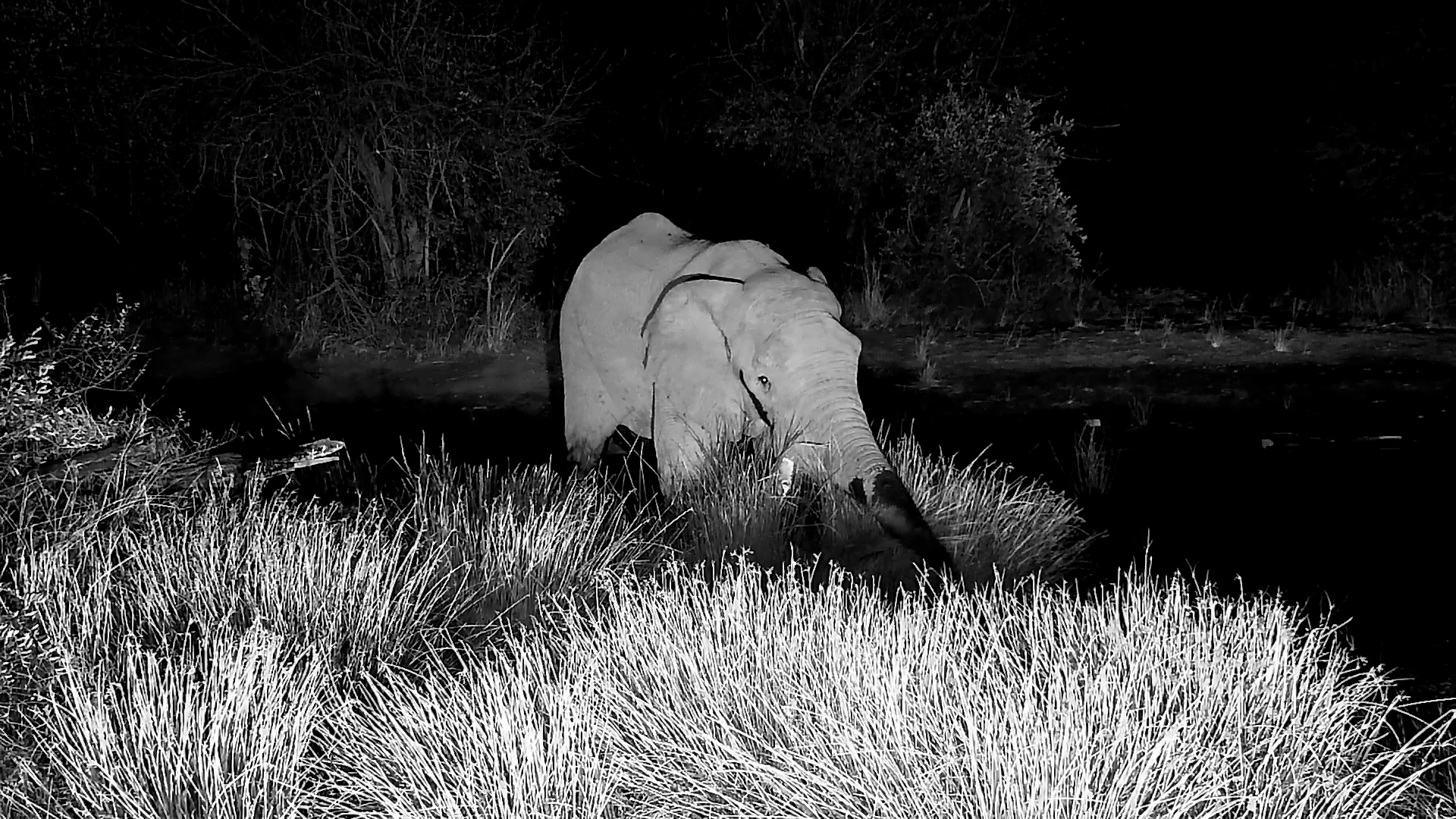 Elephant Enjoys a Late-Night Feast