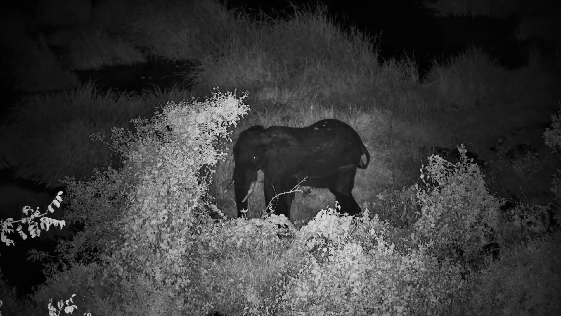 Solo Elephant's Epic Midnight Feast!