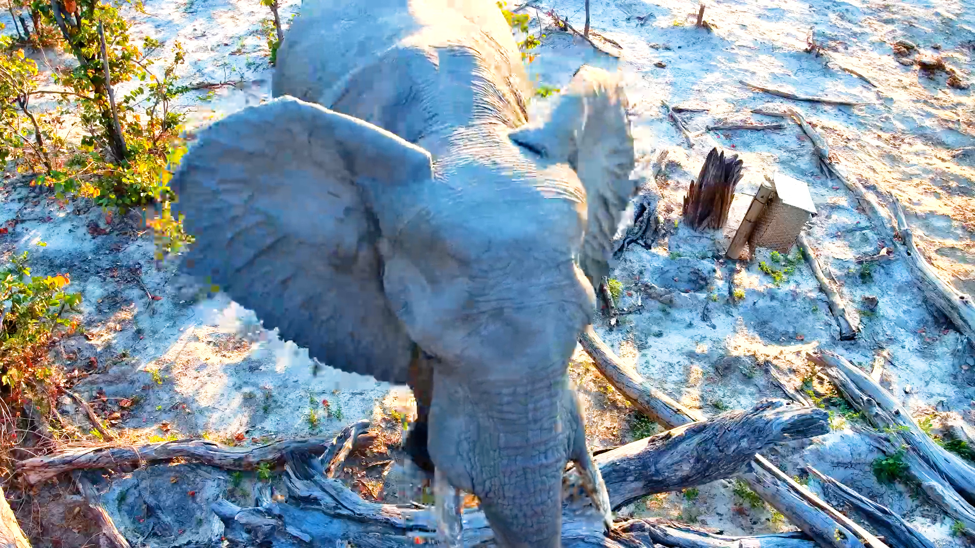 Elephant Checked Every Corner for a Snack