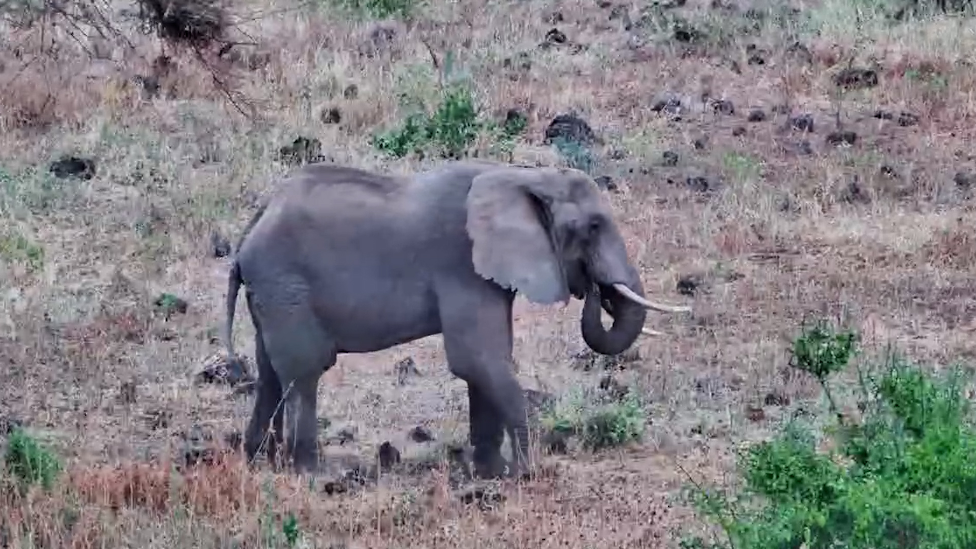 Just One Elephant and a Whole Lot of Peace