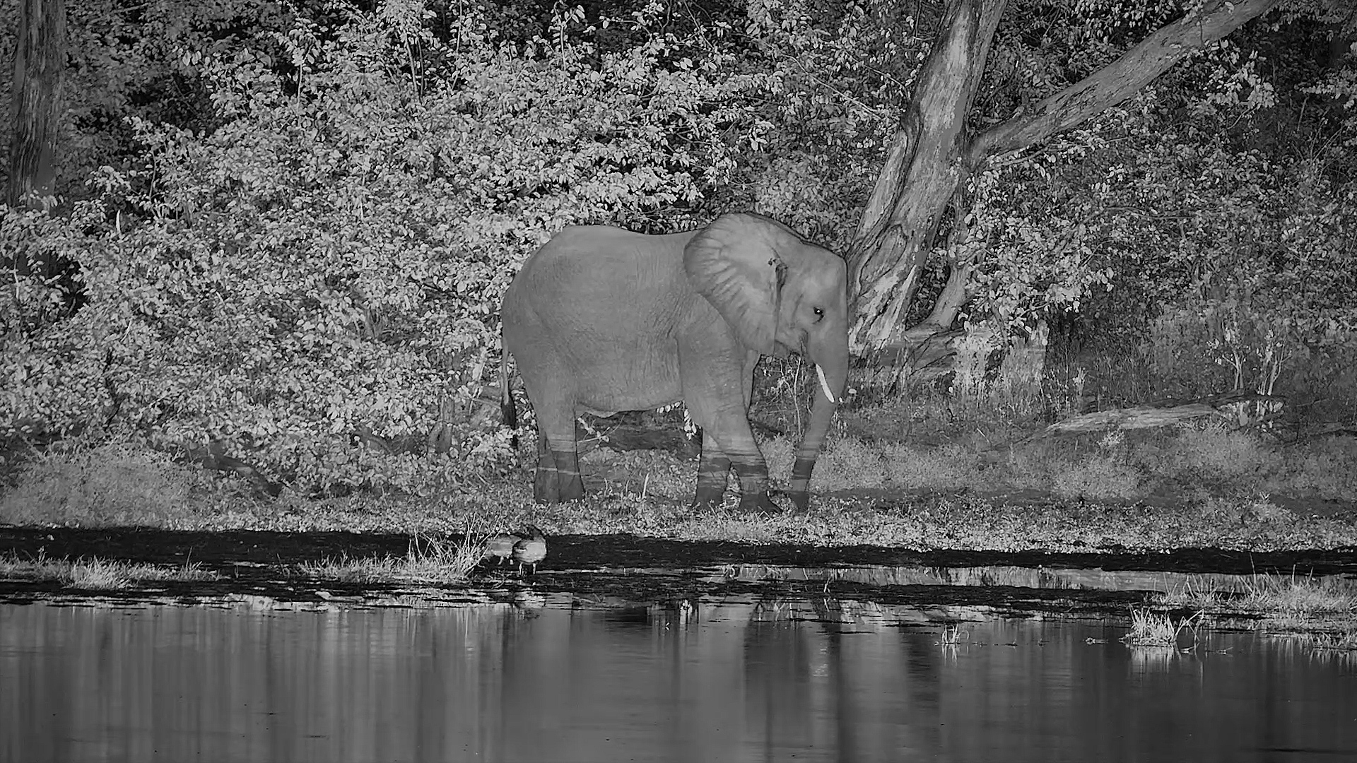 A Lone Elephant Under the Full Moon