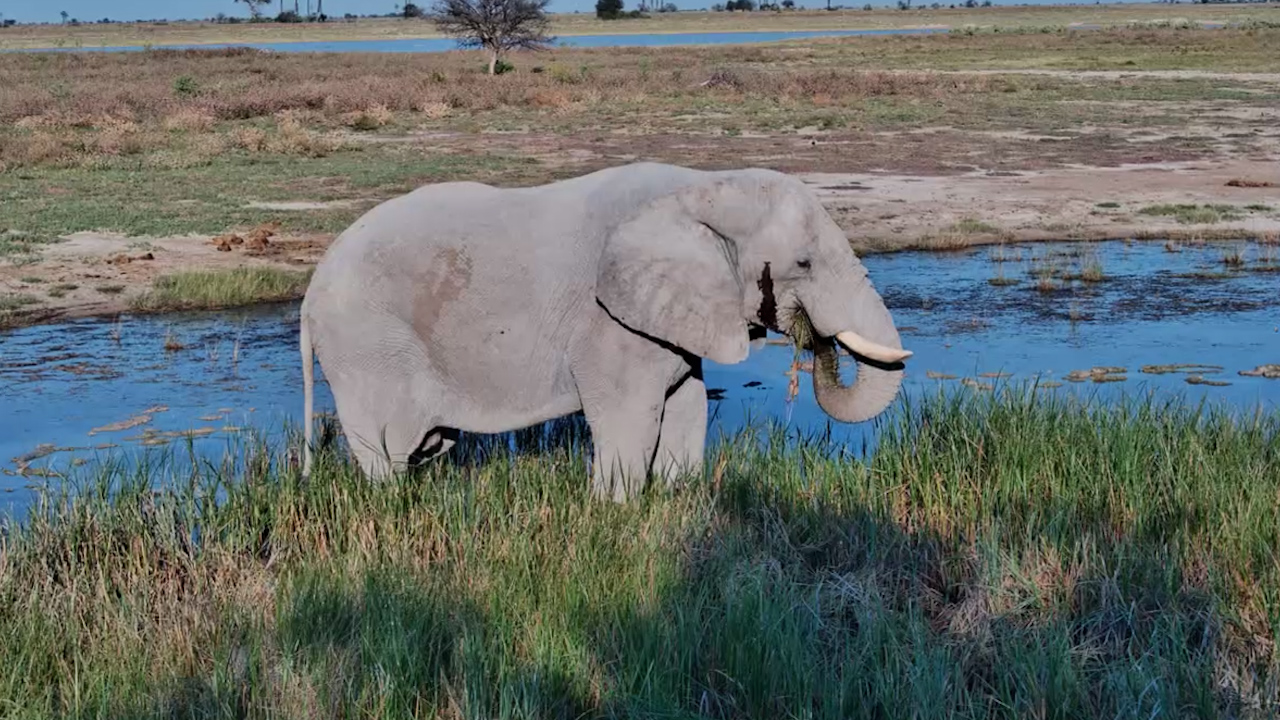 The Kalahari's Gentle Giant