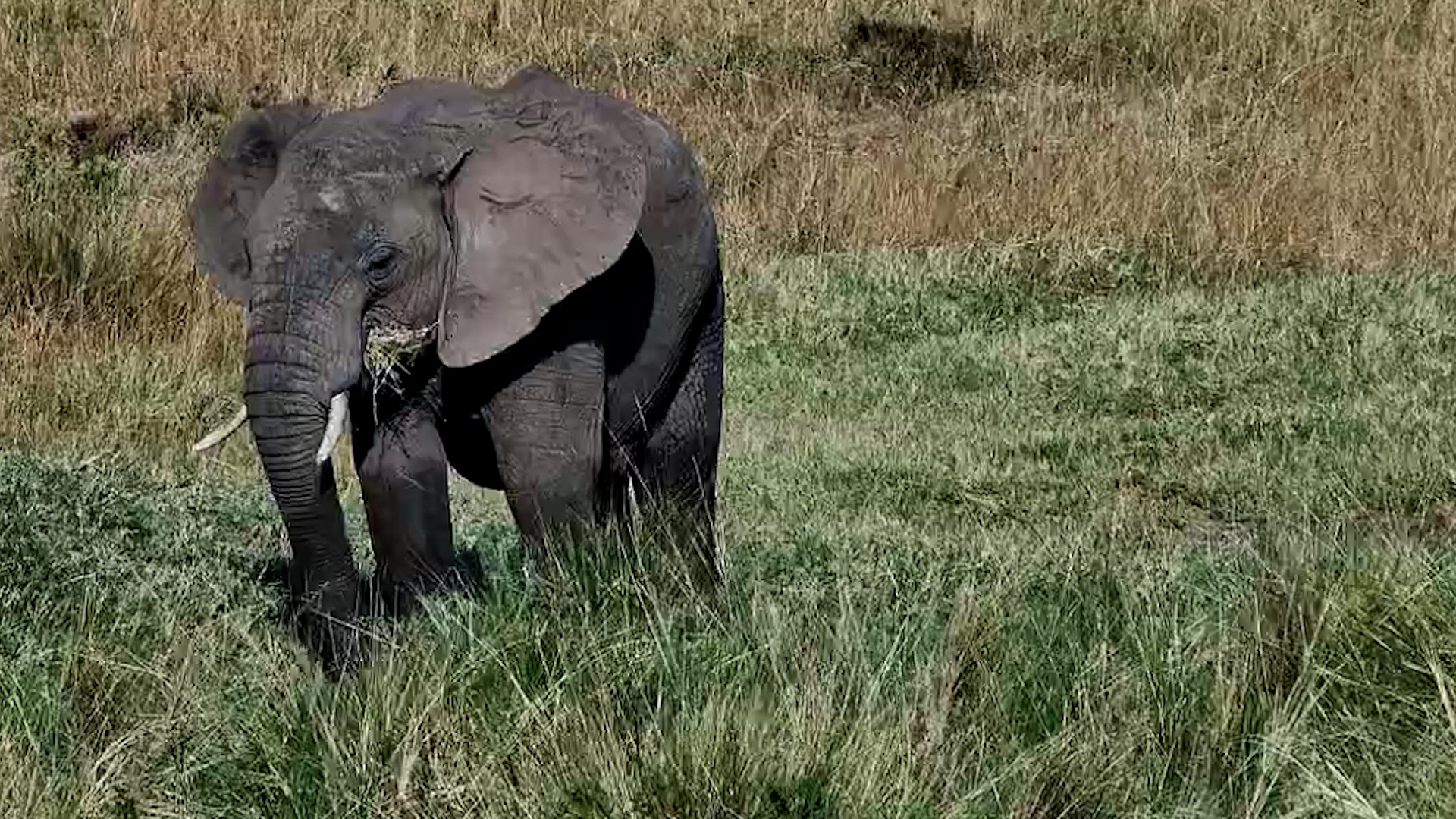 The Simple Life of an Elephant