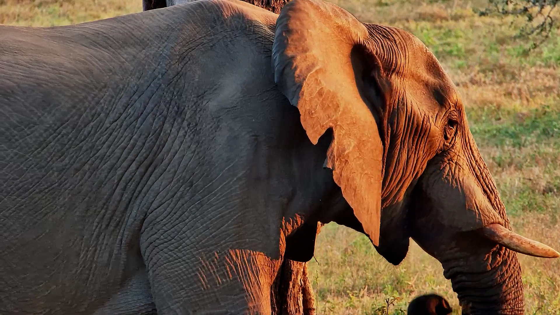Peaceful Afternoon for This Elephant at Roy's Dam