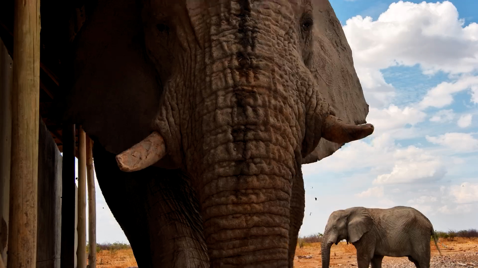 Curious Elephant Investigates the Safarihoek Hide