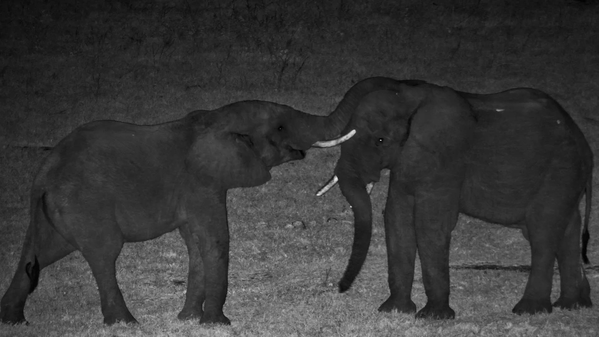 This Elephant Knew Someone Was Coming