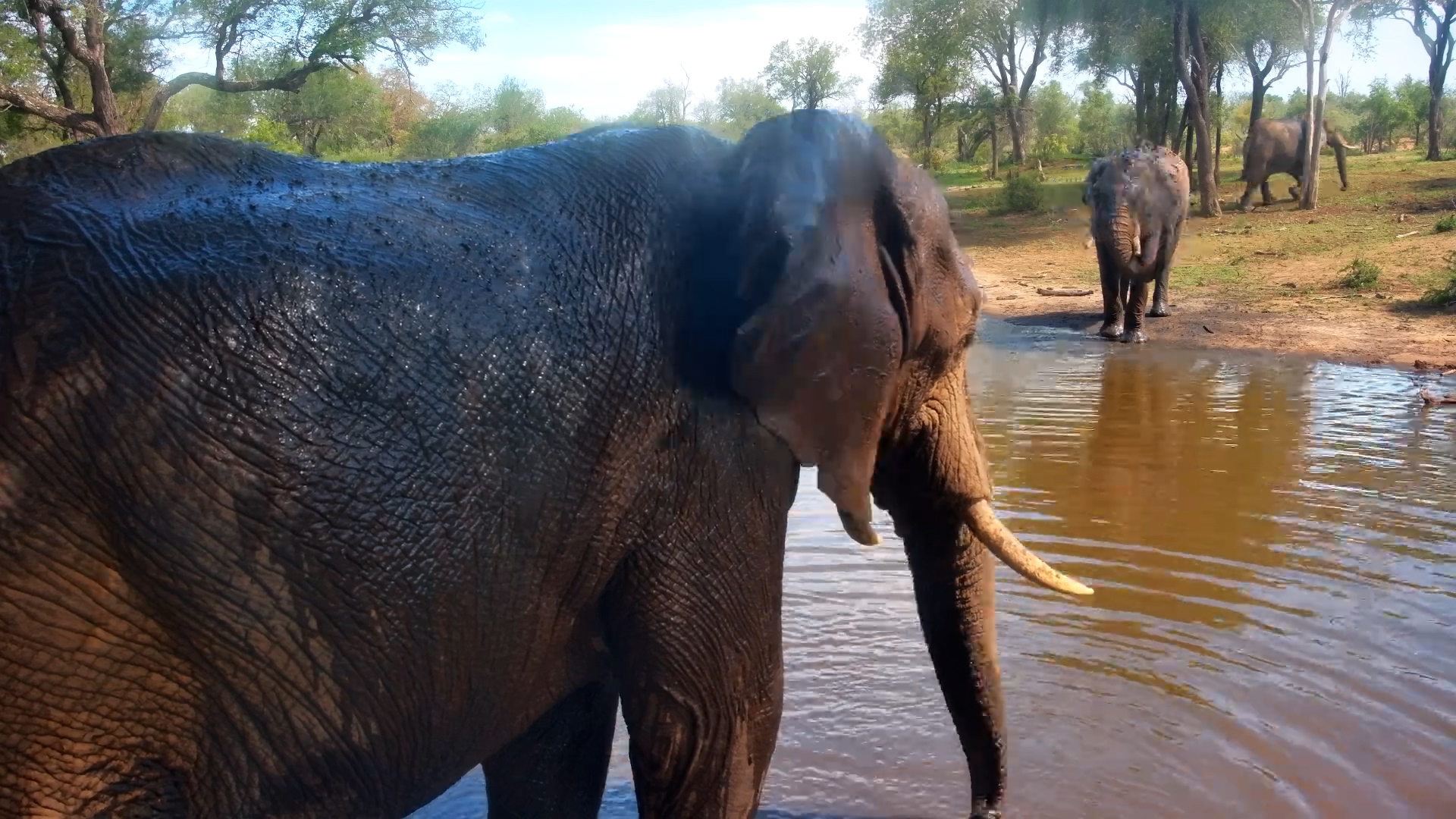 Gentle Giants Chill at Serondella Waterhole