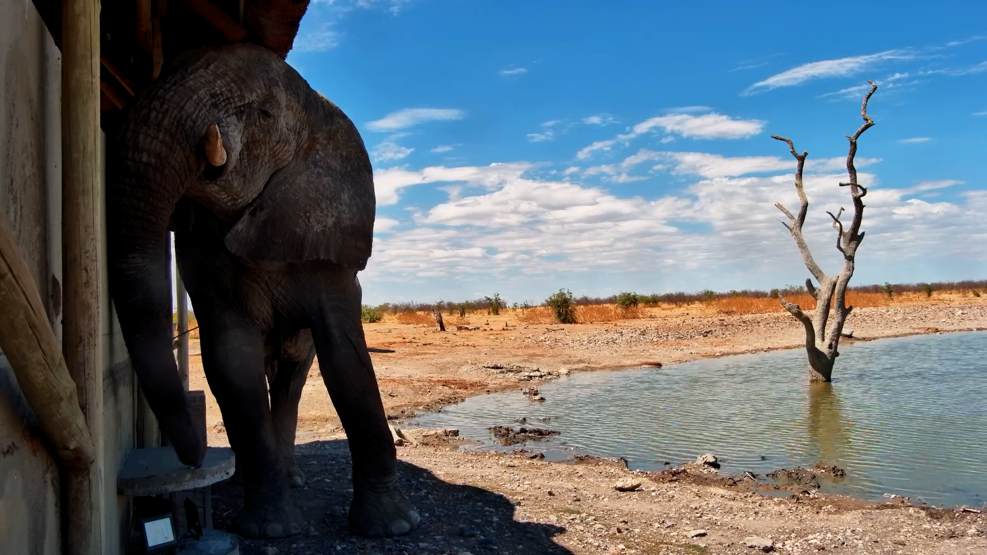 Elephant Leans In for a Surprise Hide Inspection!