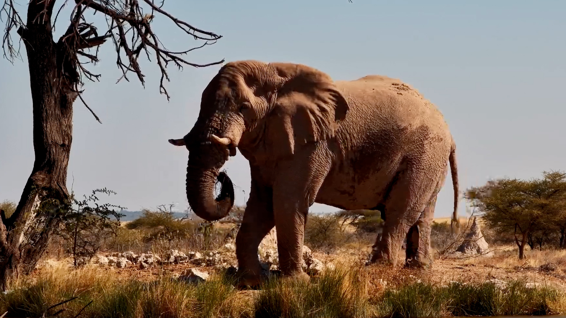 The Calm Strength of a Bull Elephant