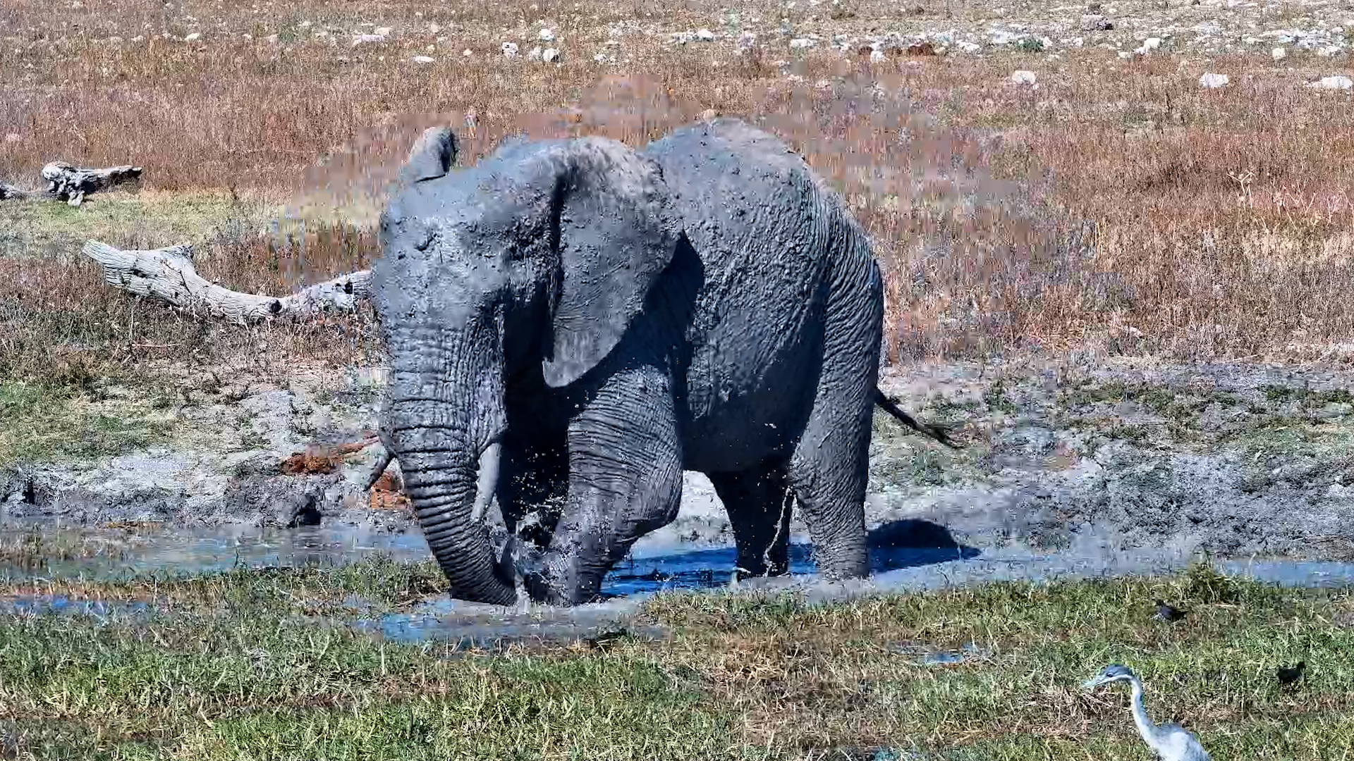 Mud, Water & One VERY Happy Elephant!