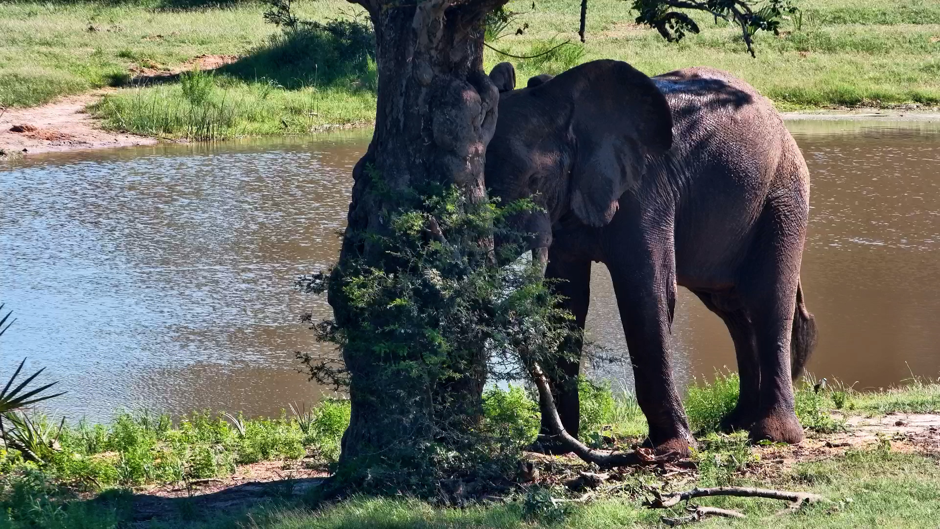 Elephant Enjoys a Good Scratch at Tembe