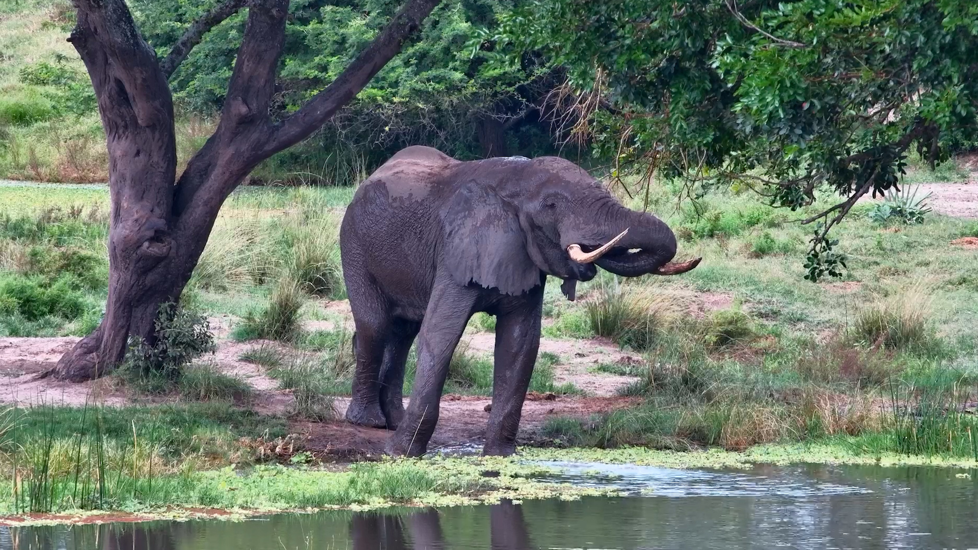 No Itch Stands a Chance