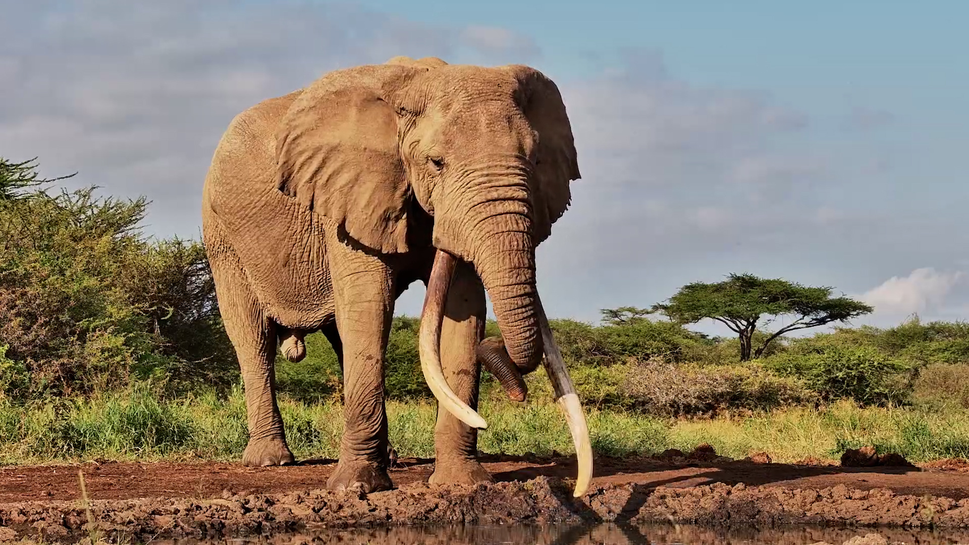 The Legendary One Ton Starts the Day at the Waterhole