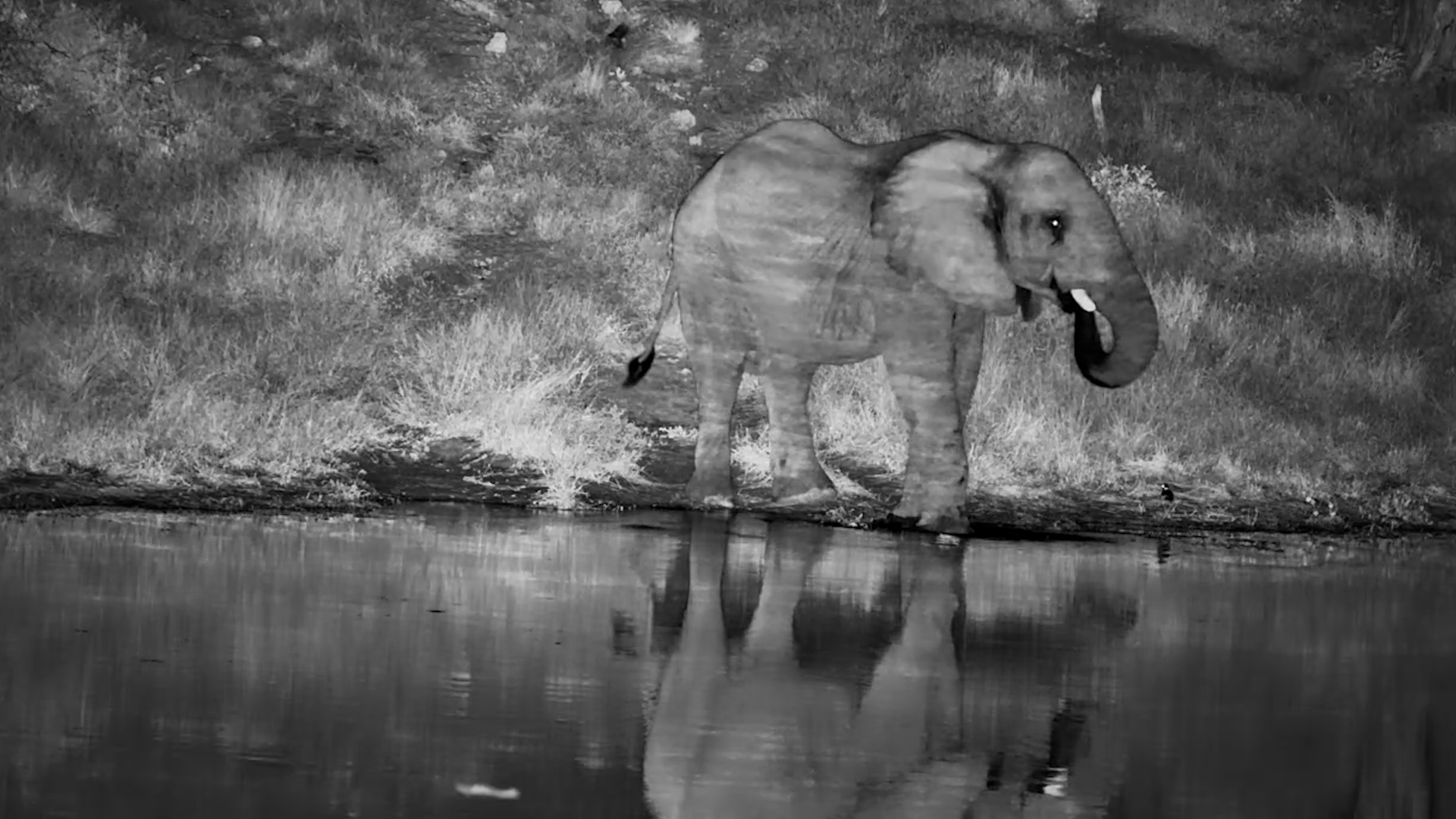 Darkness, Water, and One Very Relaxed Elephant