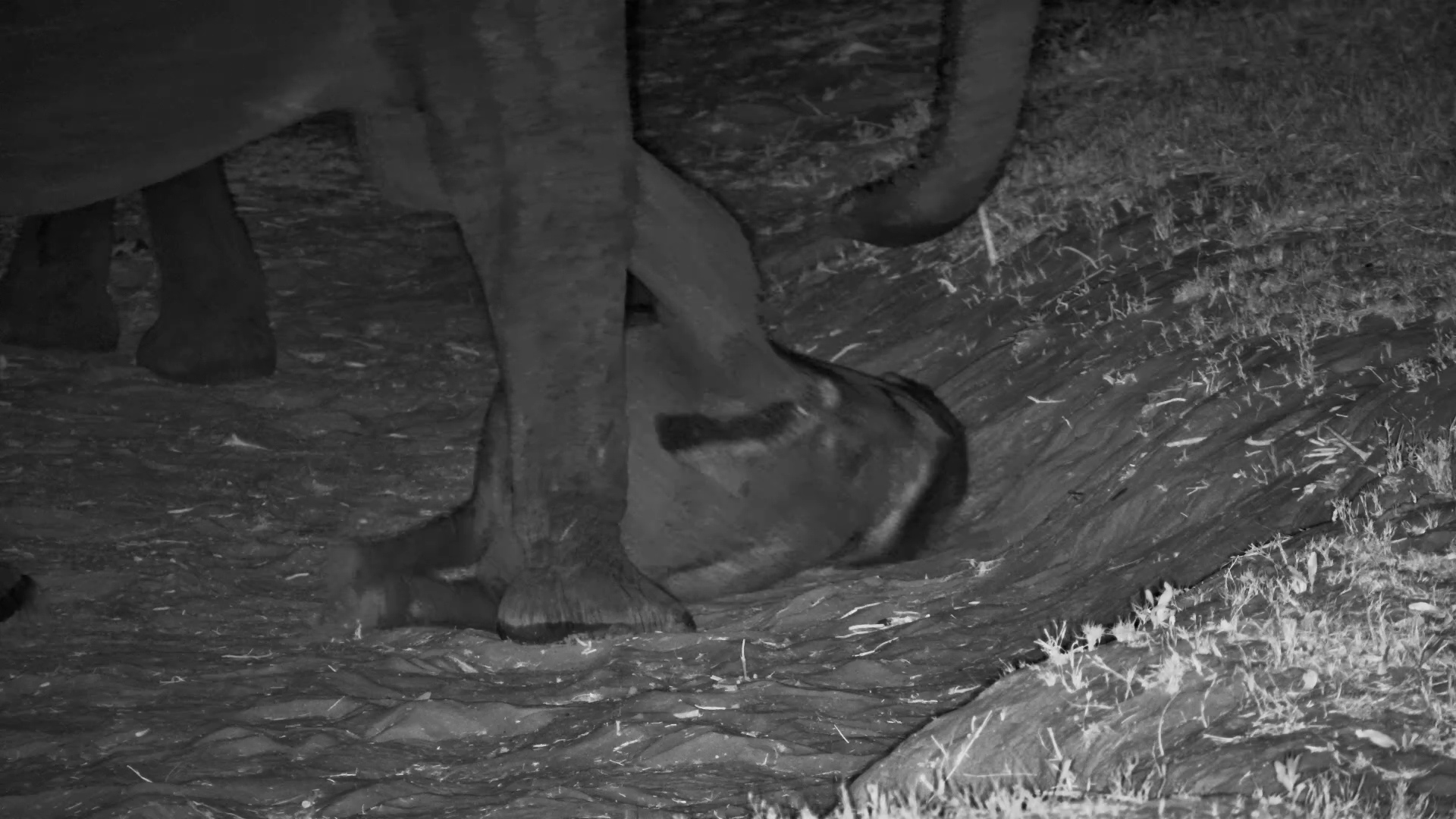 Baby Elephant Gets a Lift as the Herd Moves On
