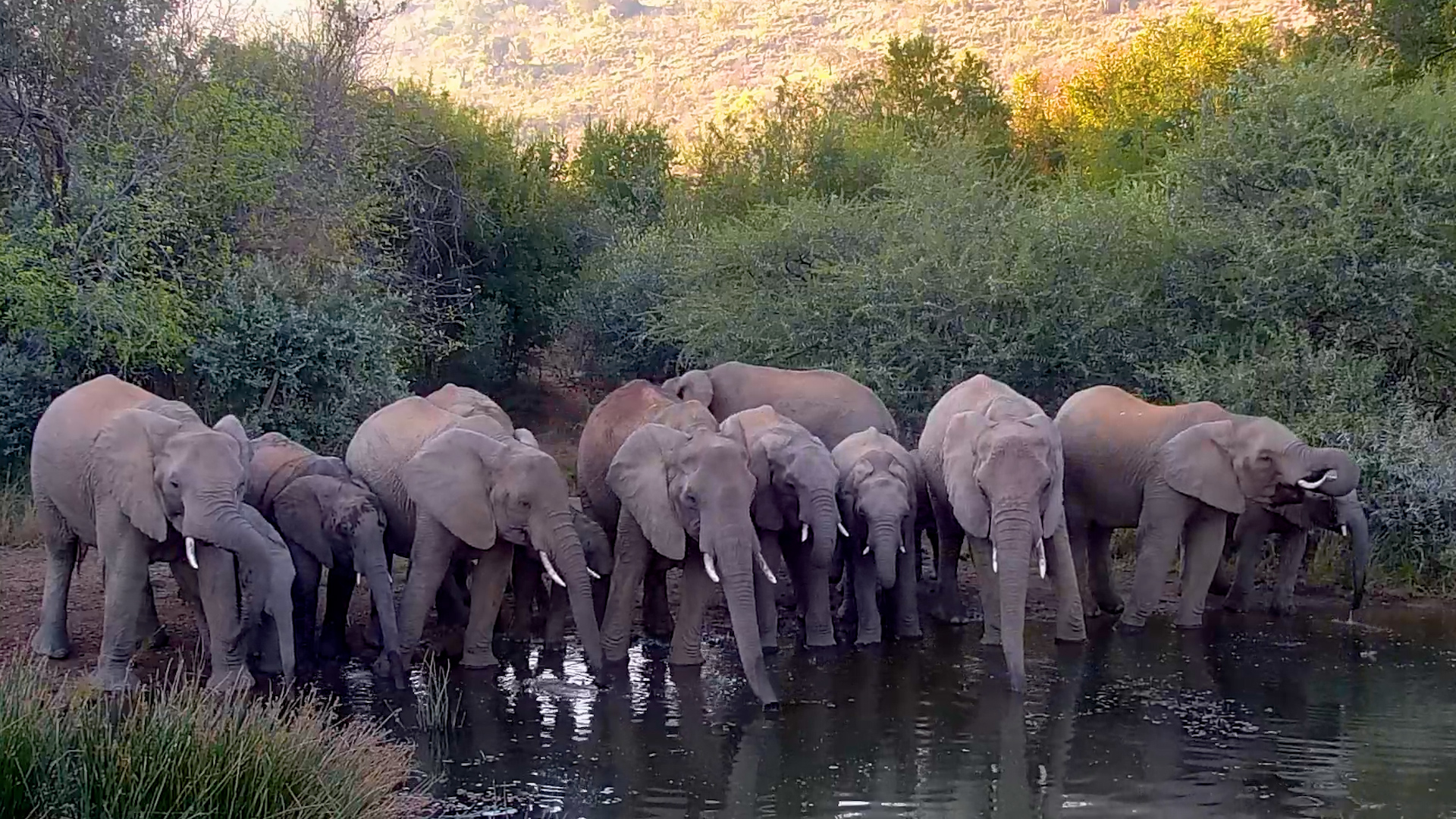Waterhole Welcomes the Elephant Herd