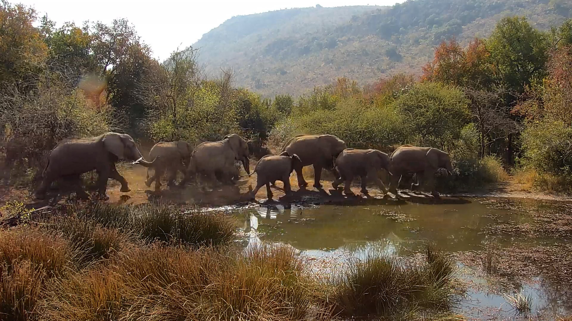The Waterhole Comes Alive