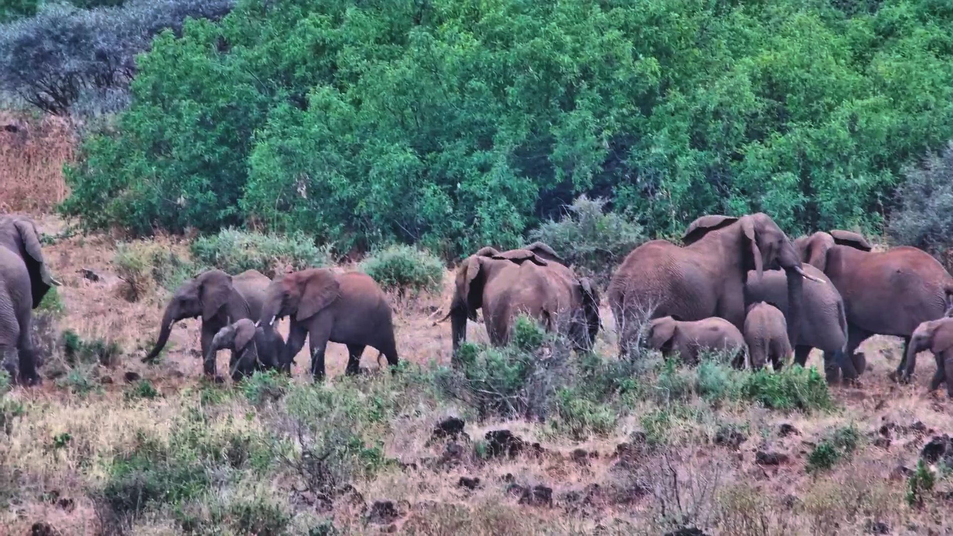 The Gentle Giants of Finch Hattons
