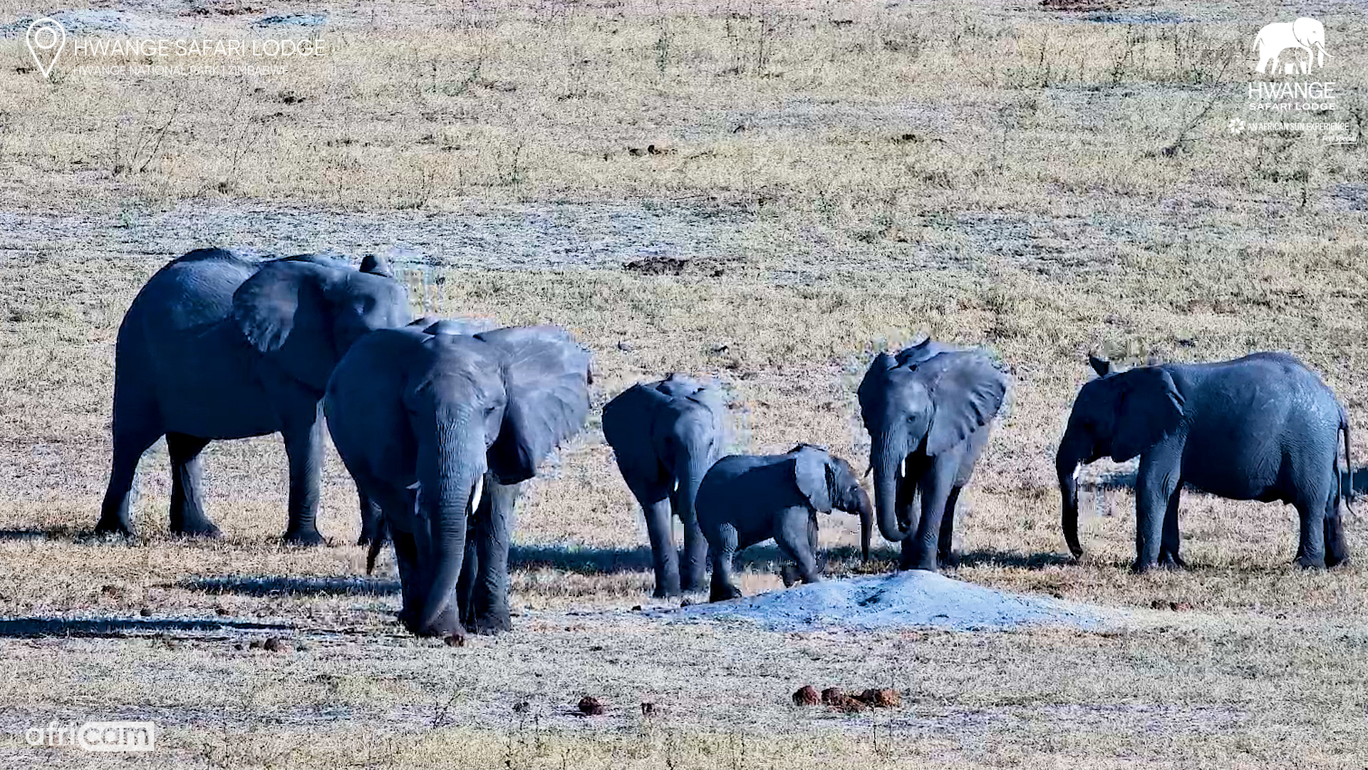 This Little Elephant Couldn't Resist