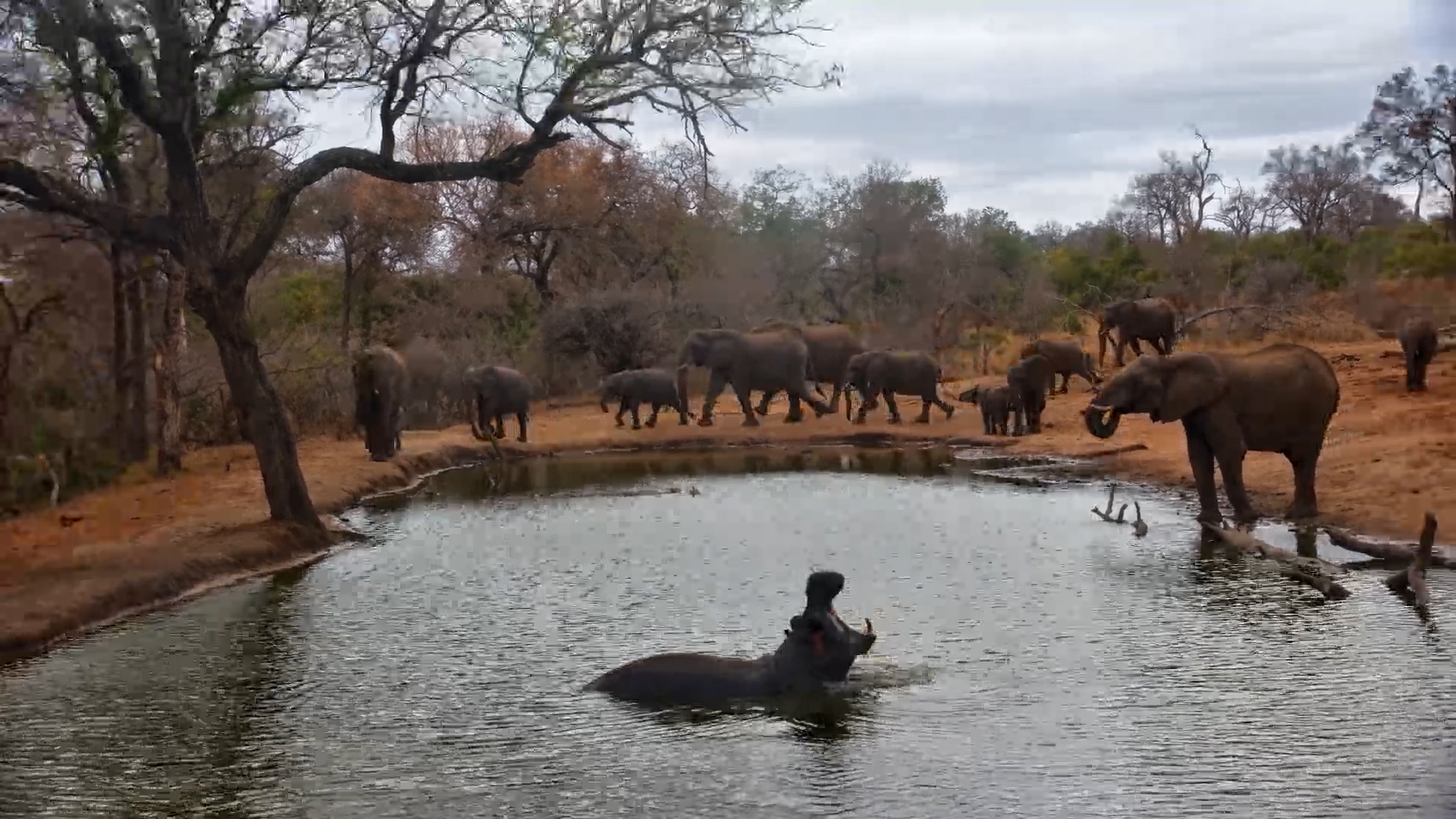 Elephant Herd On An Overcast Afternoon at Serondella