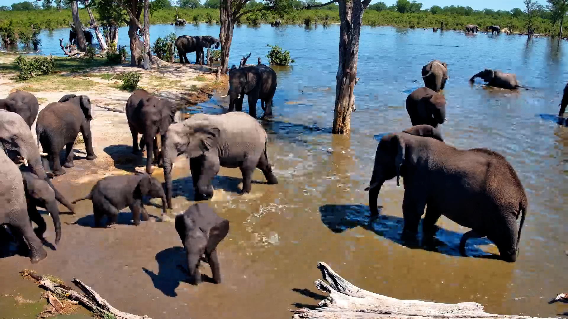 Trunks & Splashing | Elephants Gather to Drink