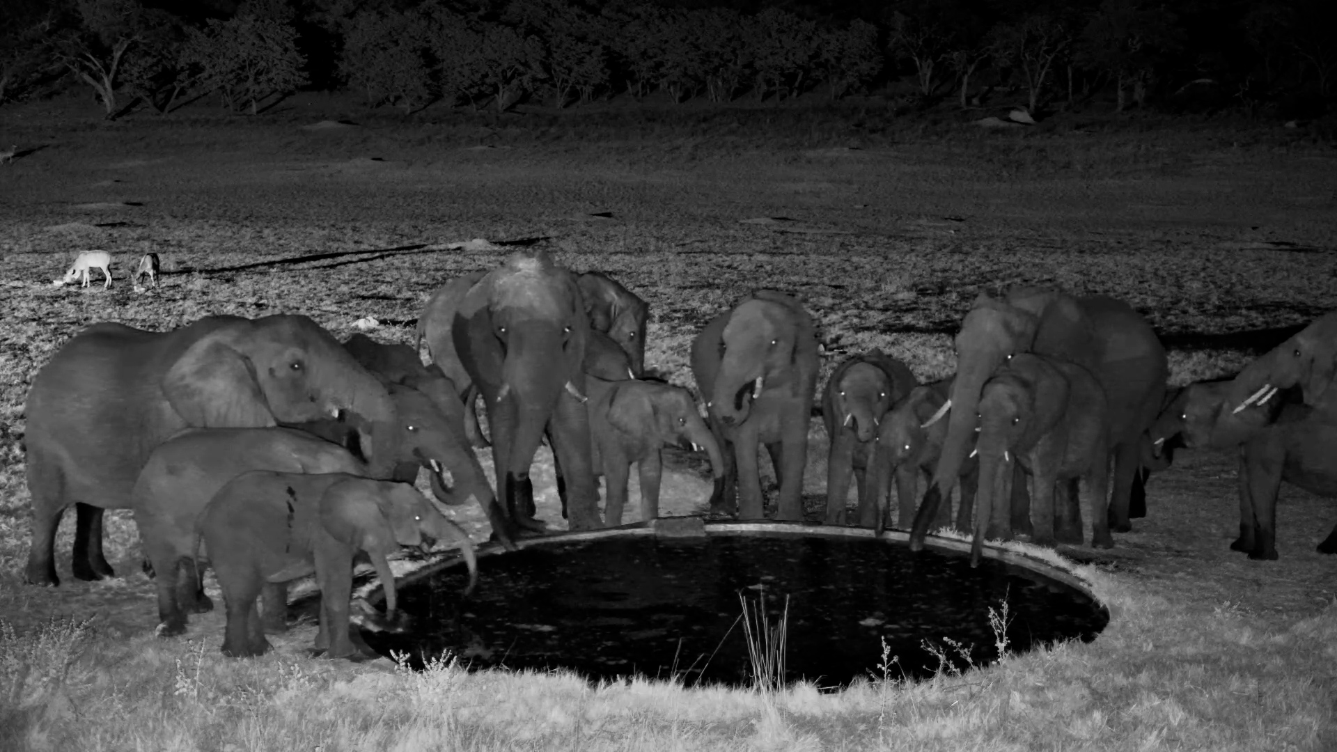 The Waterhole Came Alive After Dark