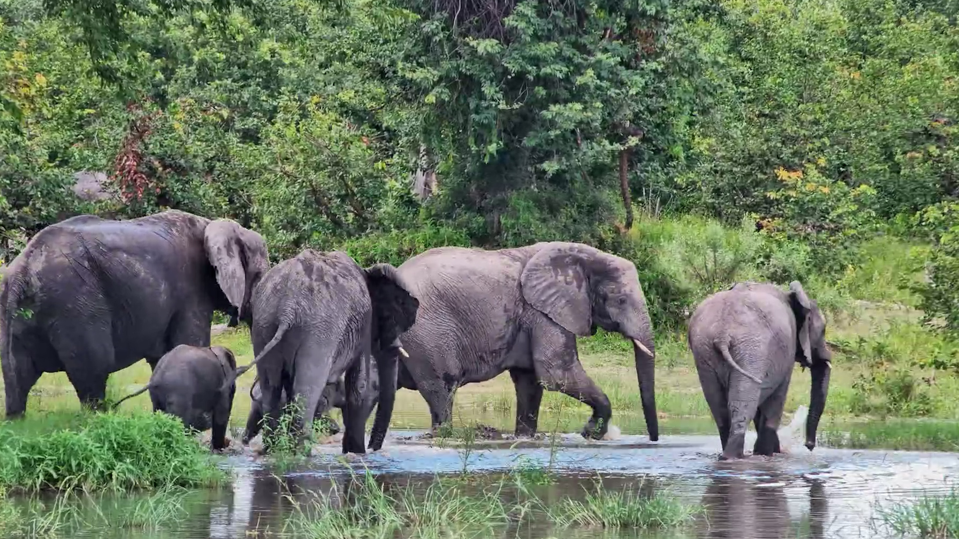 Elephants Take Over Twin Pan
